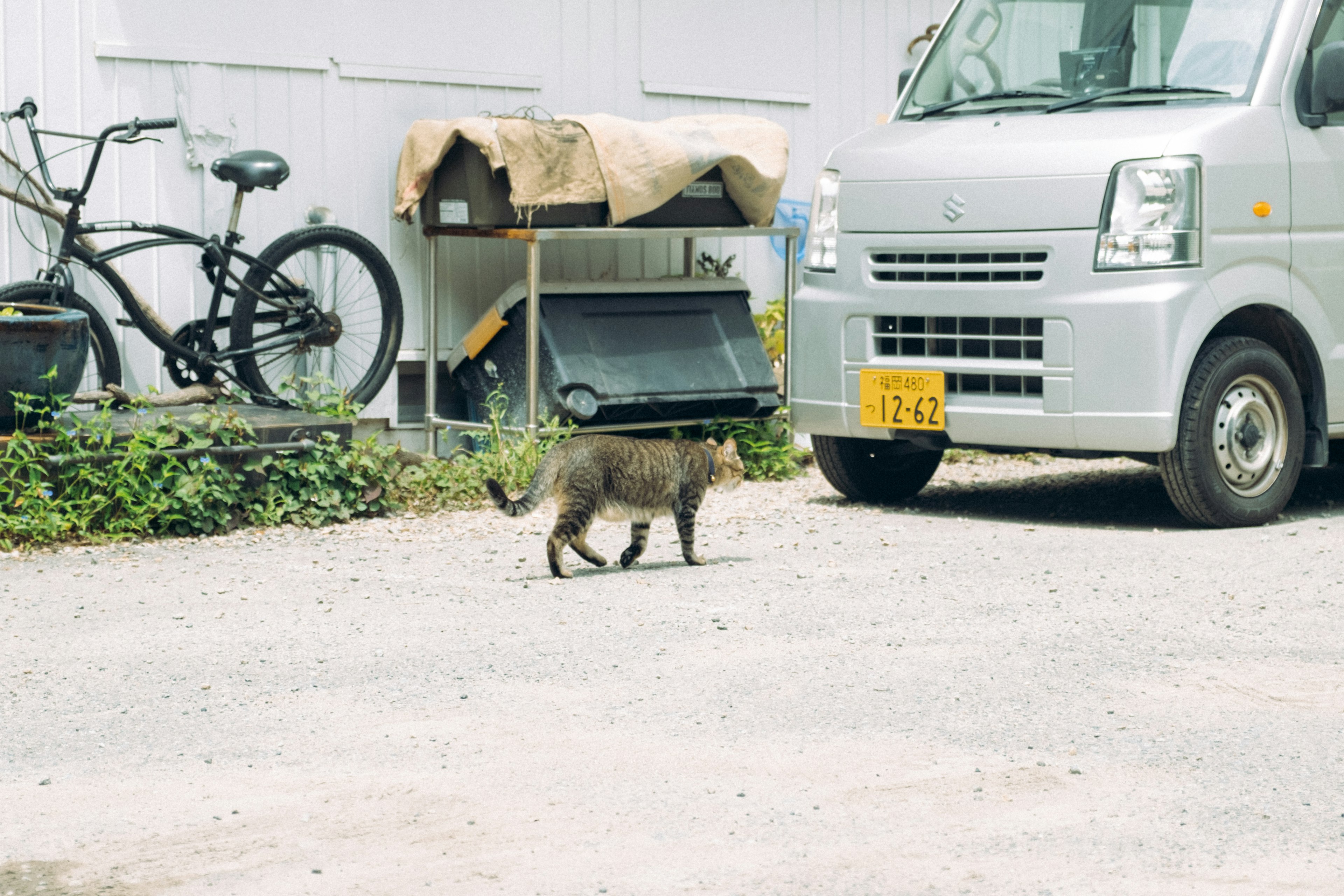 猫が車の近くを歩いている風景 自転車と物置が背景にある