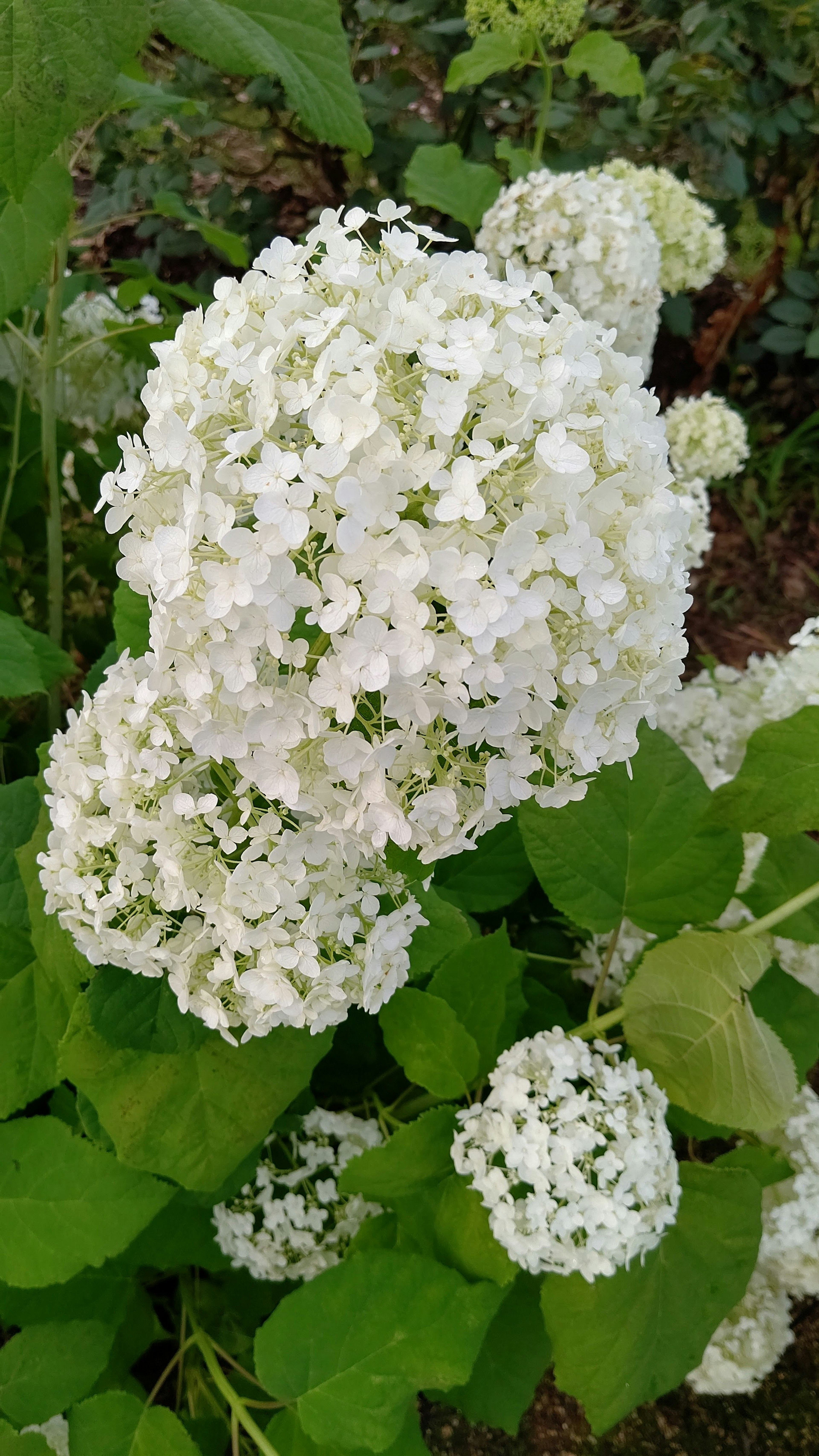 Close-up of white hydrangea flowers surrounded by green leaves