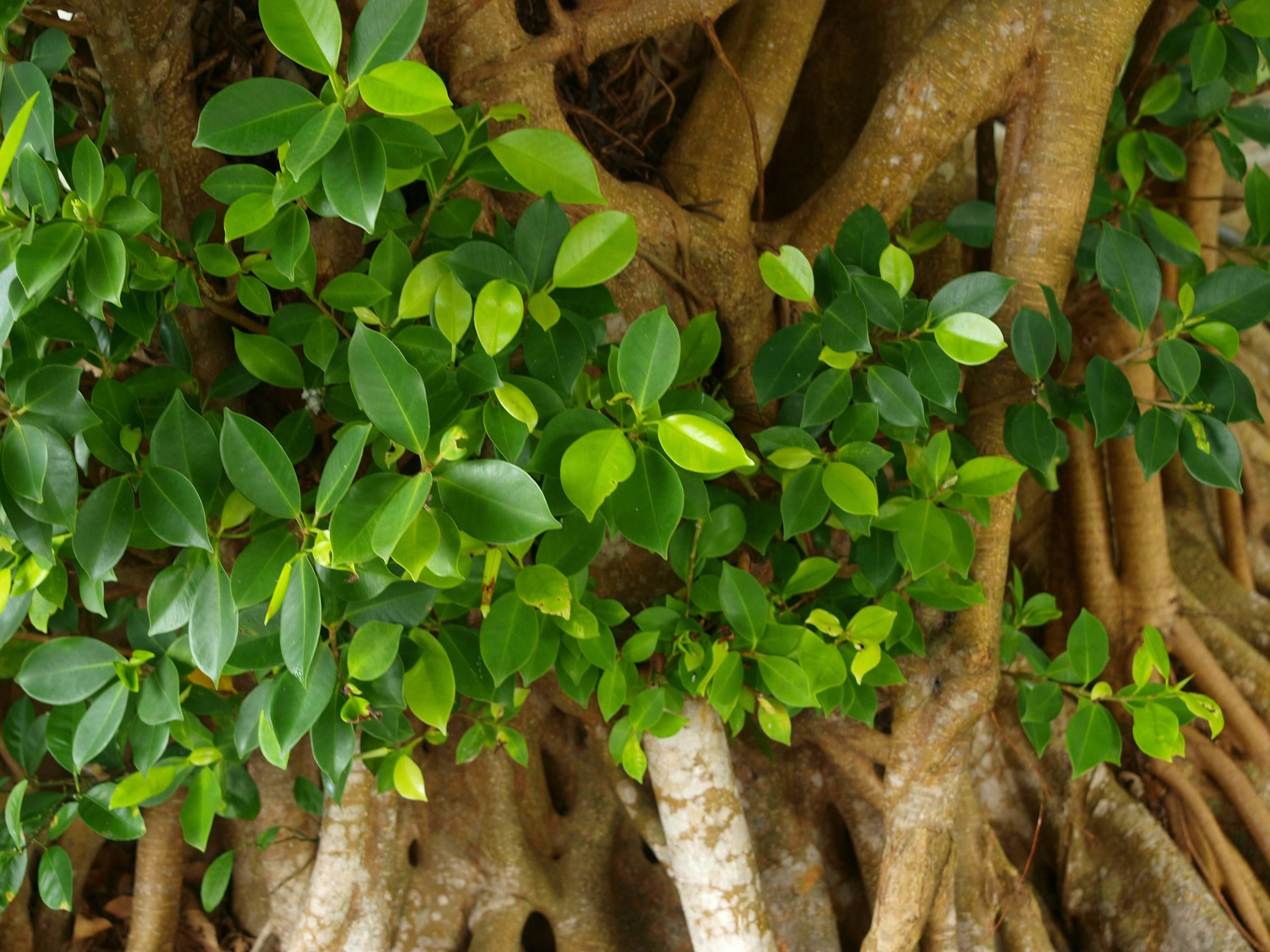 Acercamiento de un tronco de árbol con hojas verdes exuberantes