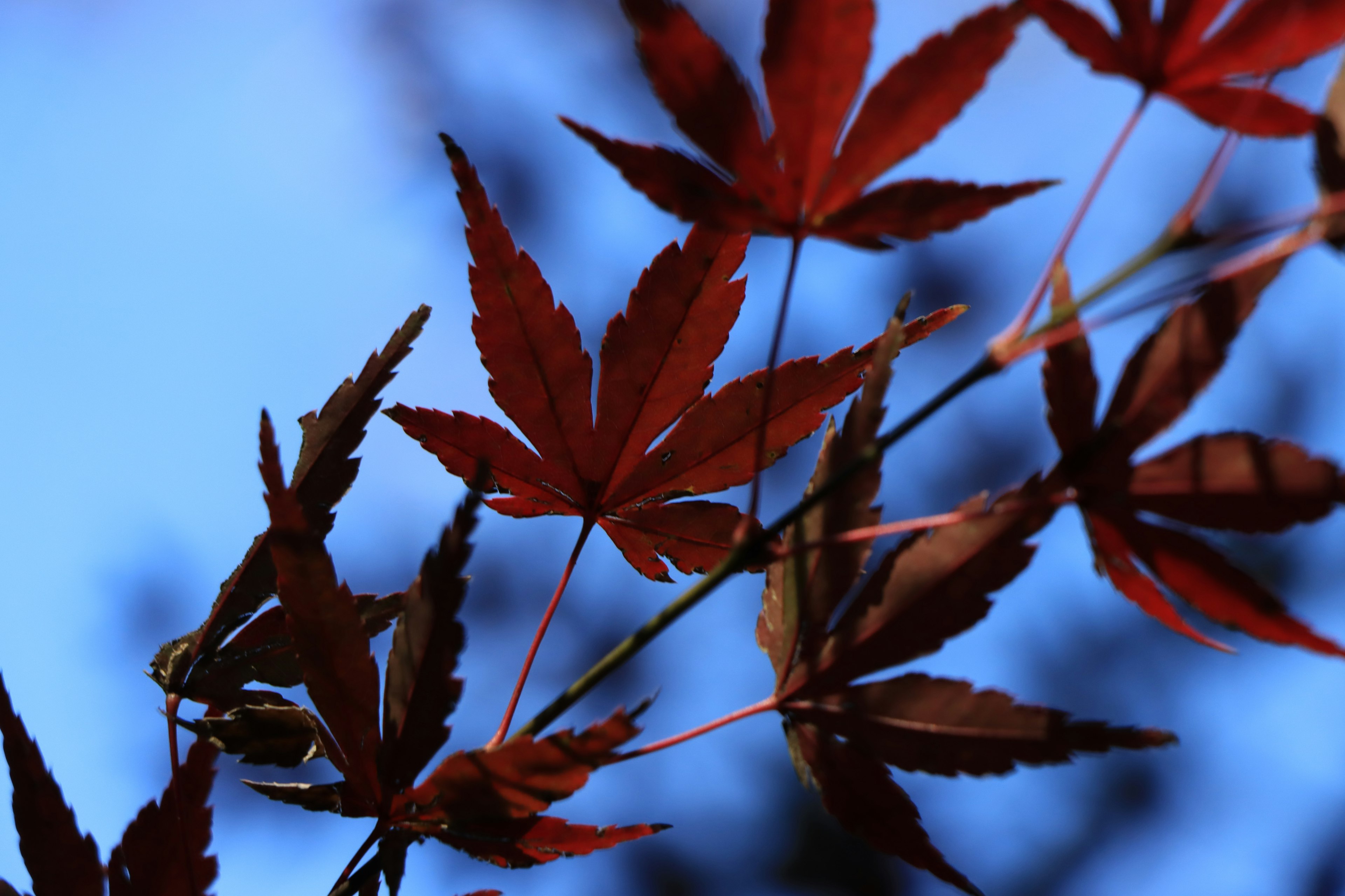 青空を背景にした紅葉の葉のクローズアップ