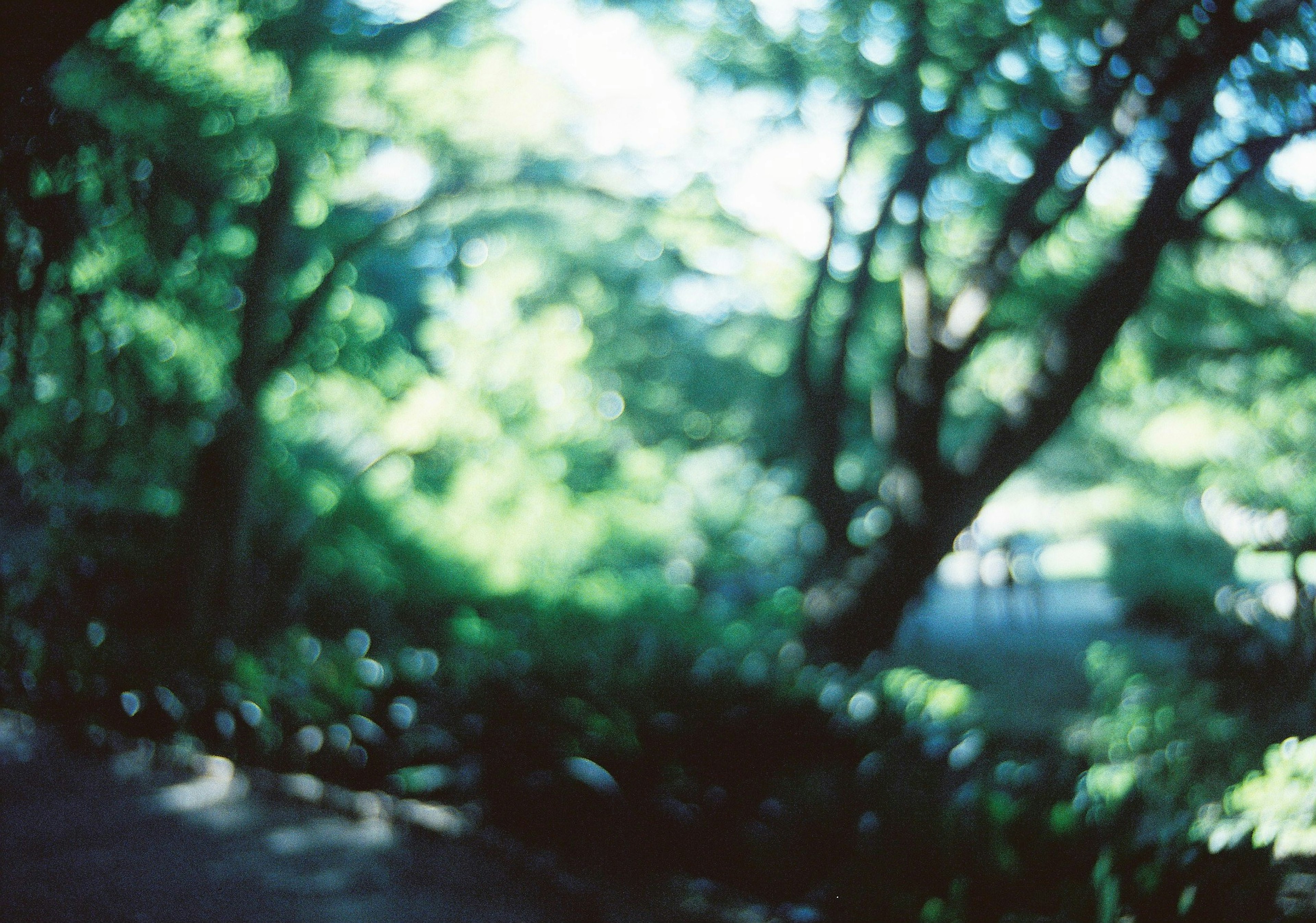 Blurred image of a lush green landscape with dappled light through trees and plants