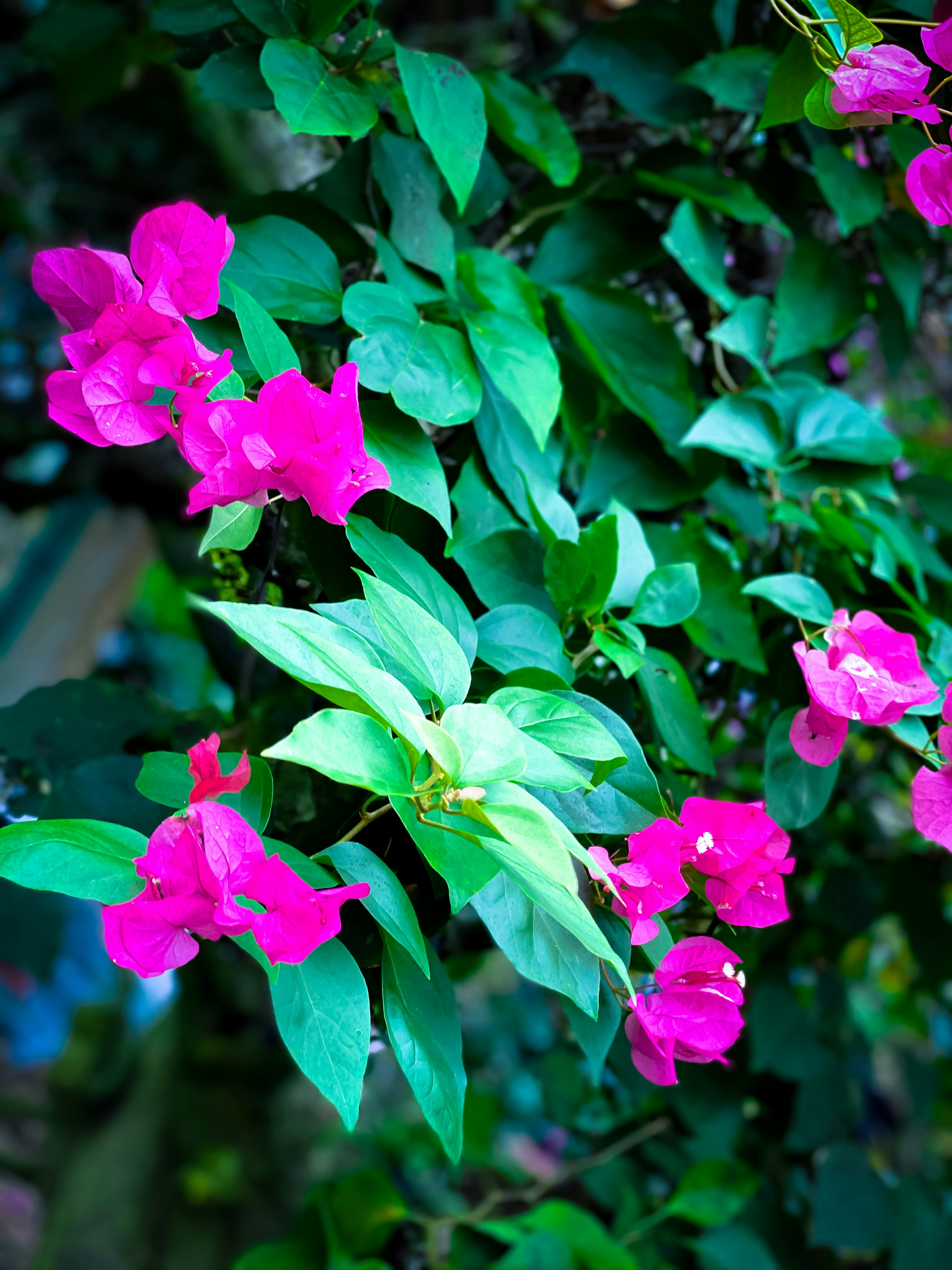 Vibrant pink bougainvillea flowers contrasting with green leaves