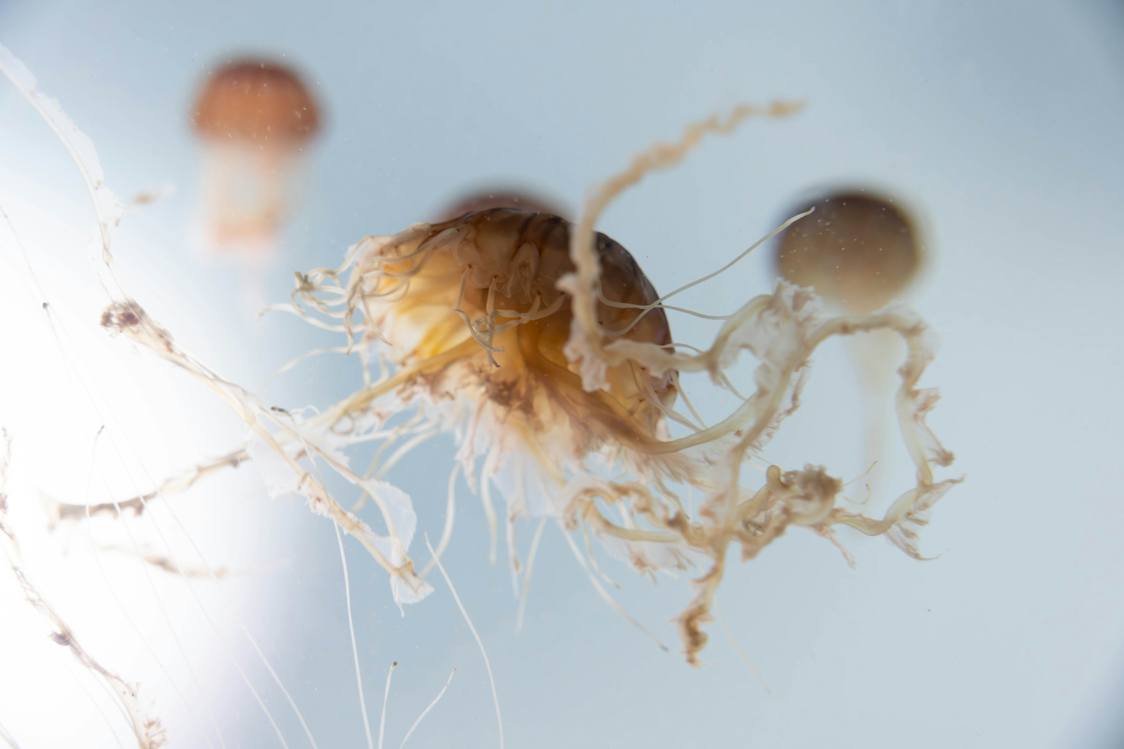 A jellyfish with intricate structures is floating