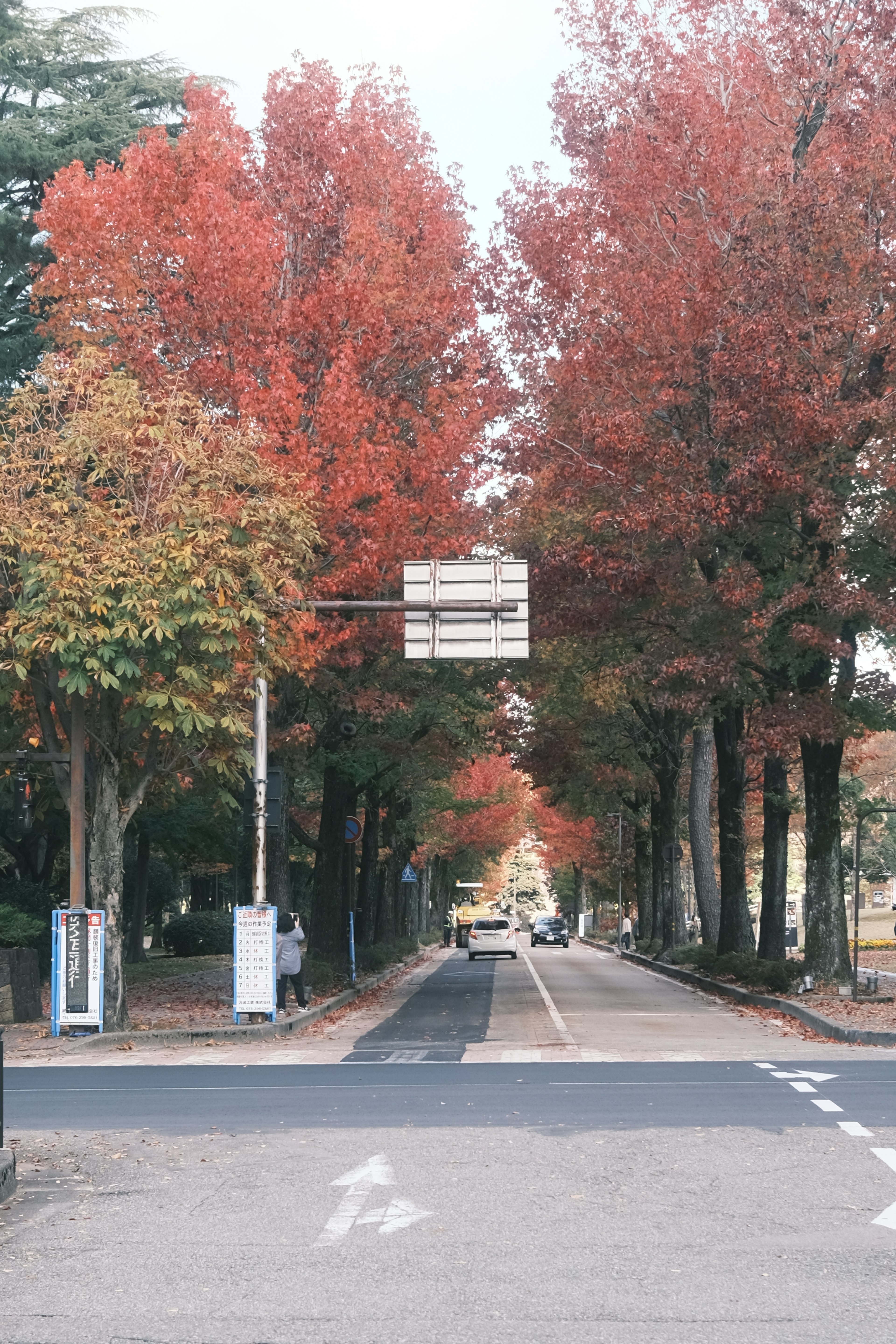 A picturesque tree-lined street featuring vibrant autumn foliage