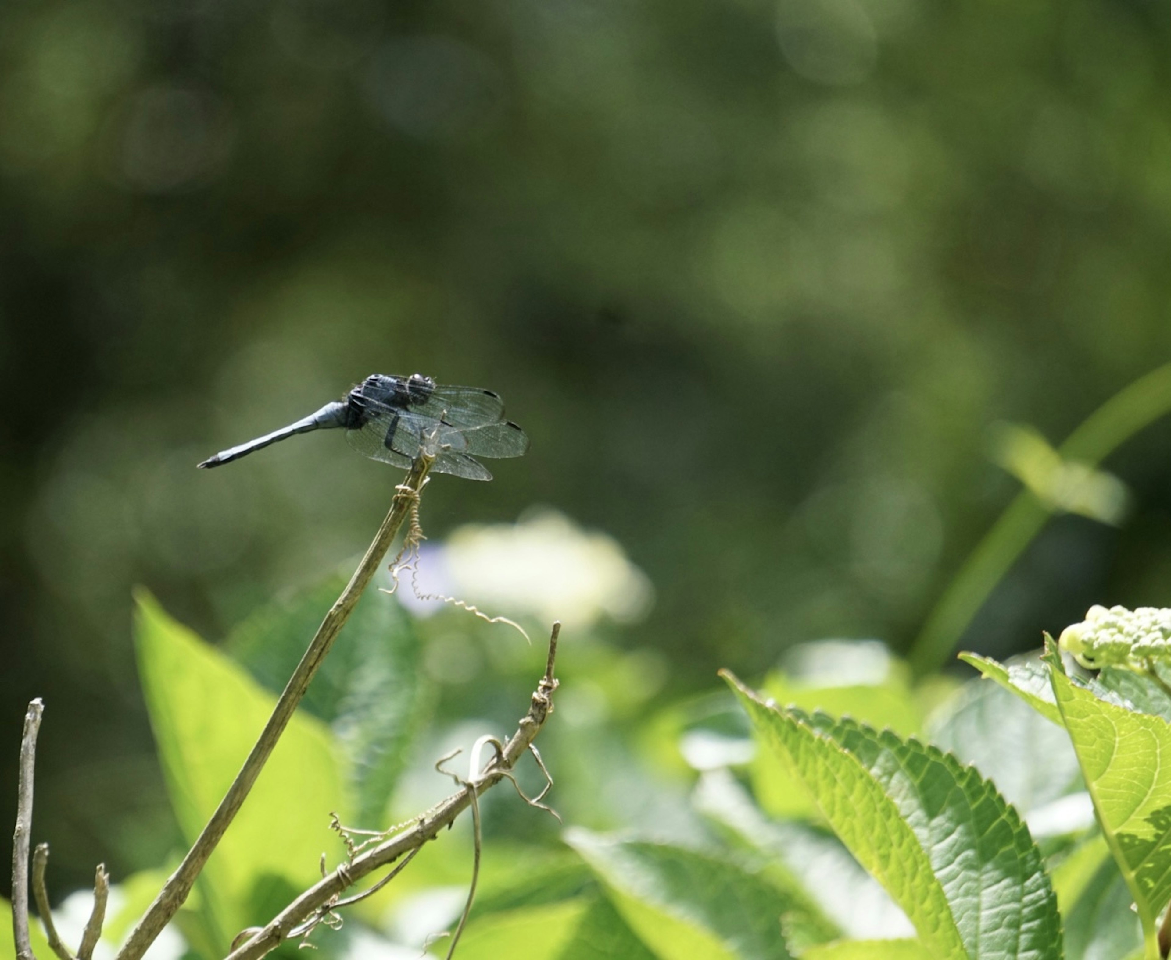 Una libélula azul posada en una ramita con un fondo verde