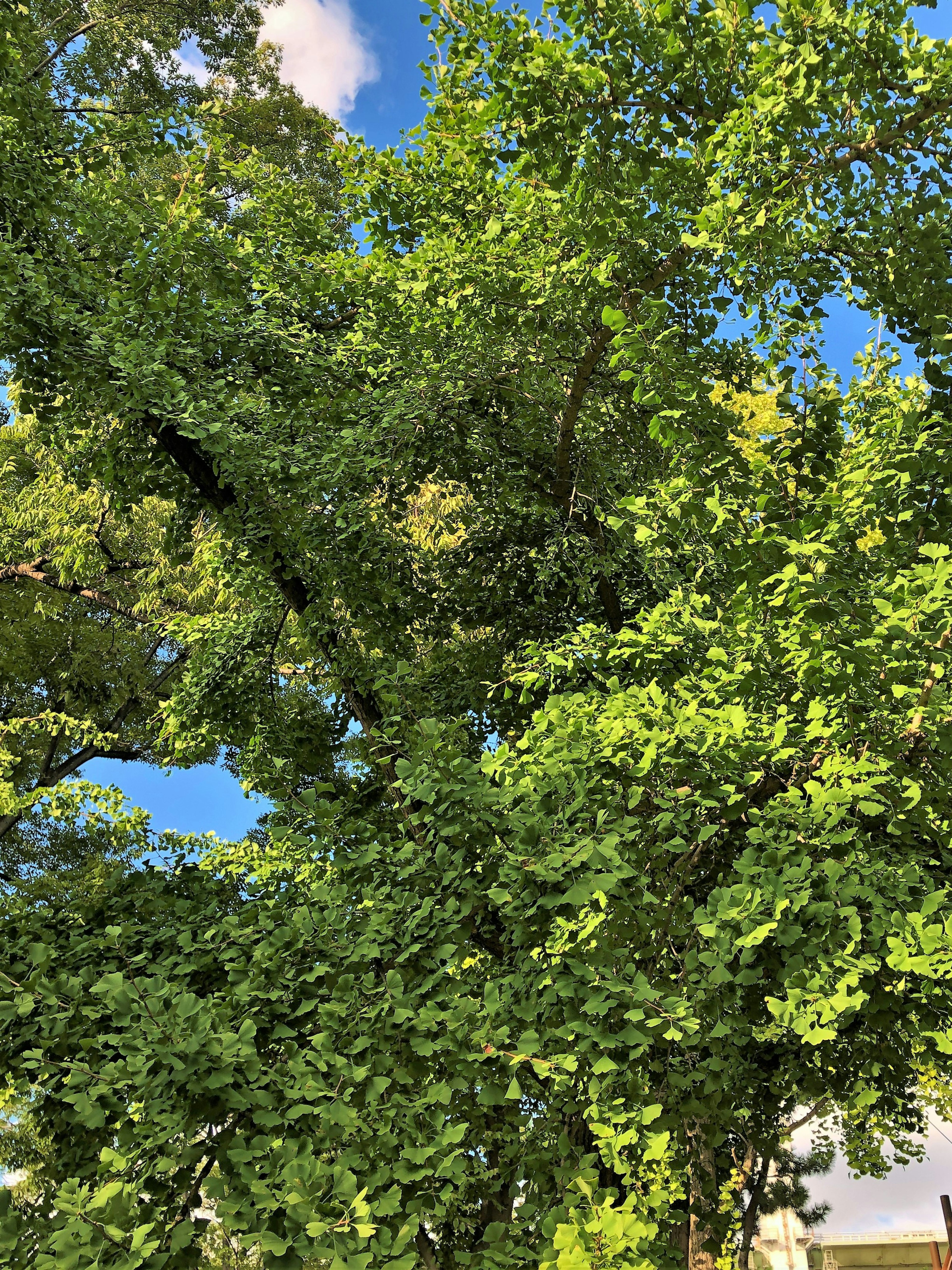 Immagine di un albero verde con un cielo blu sullo sfondo