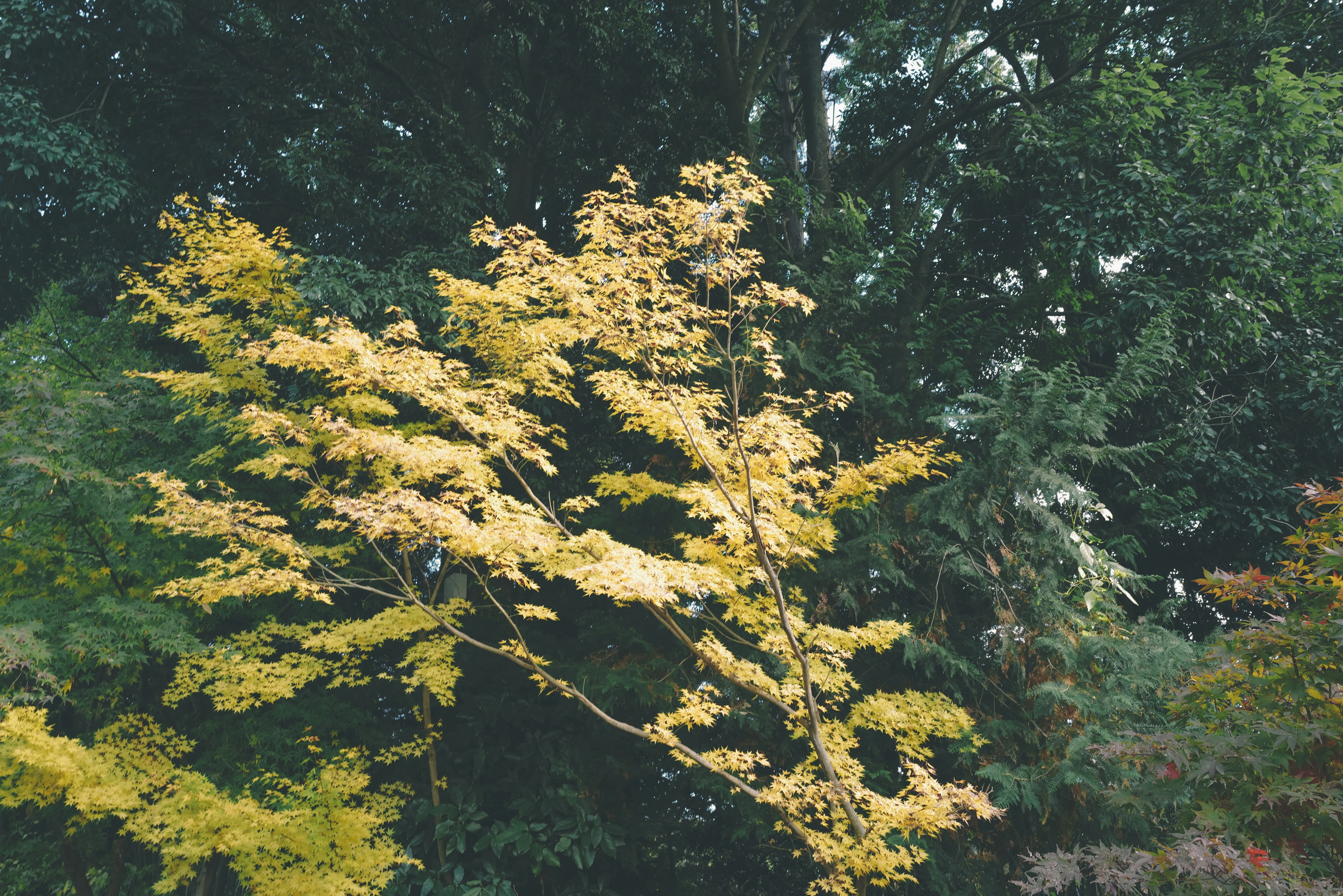 Albero con foglie gialle su sfondo verde