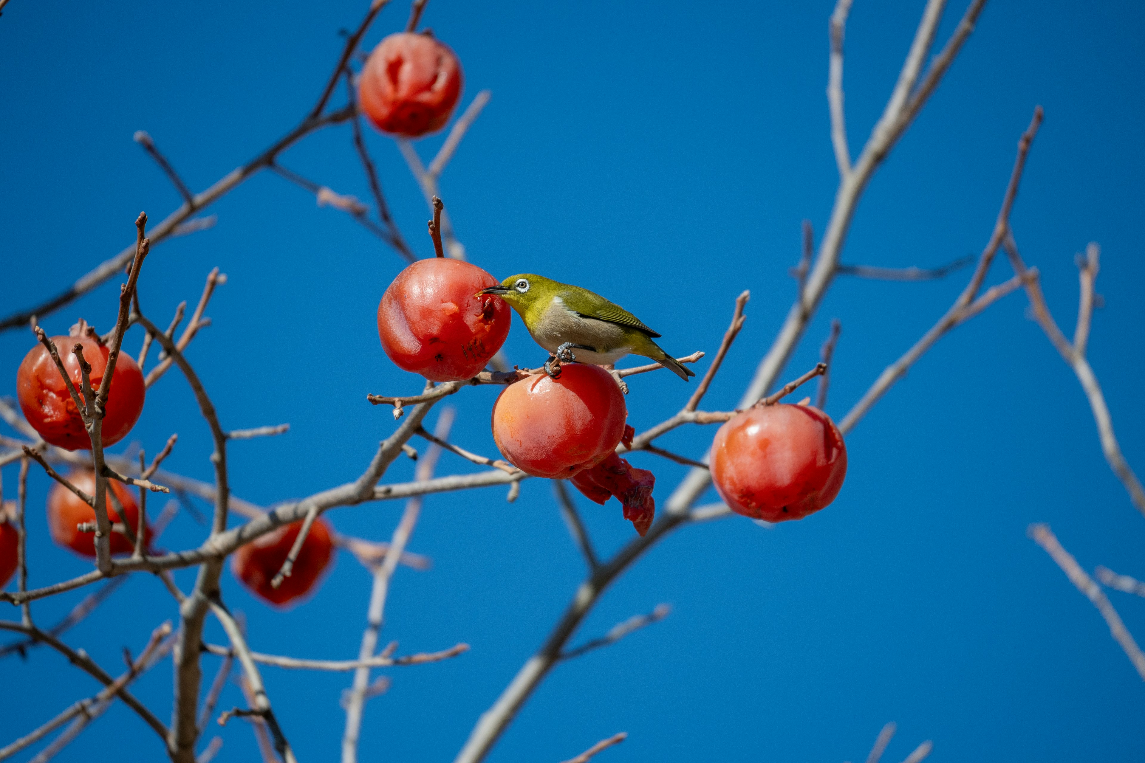 Piccolo uccello verde appollaiato su frutti rossi contro un cielo blu