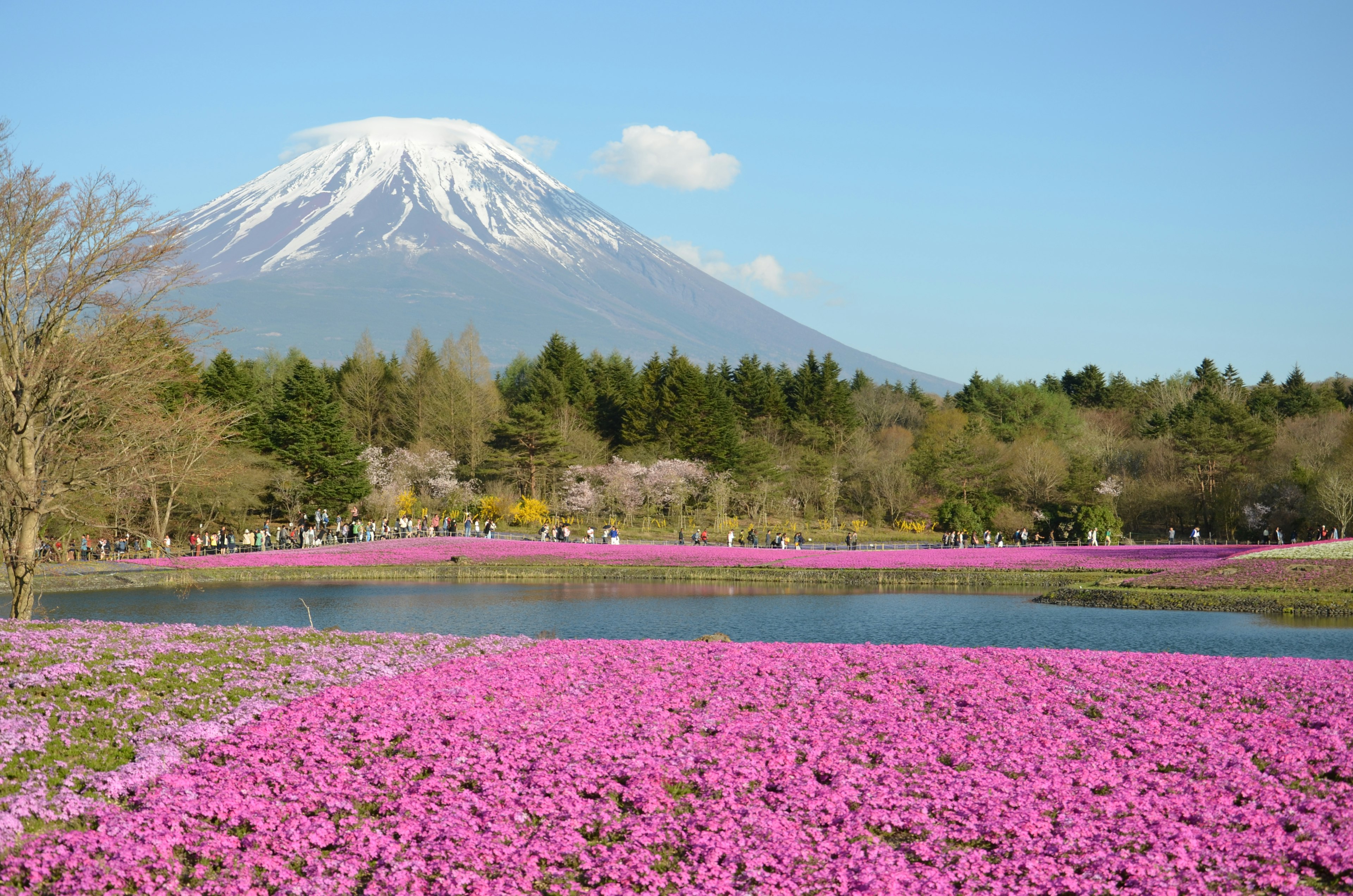 Scenic view of Mount Fuji with a vibrant pink flower field and a pond