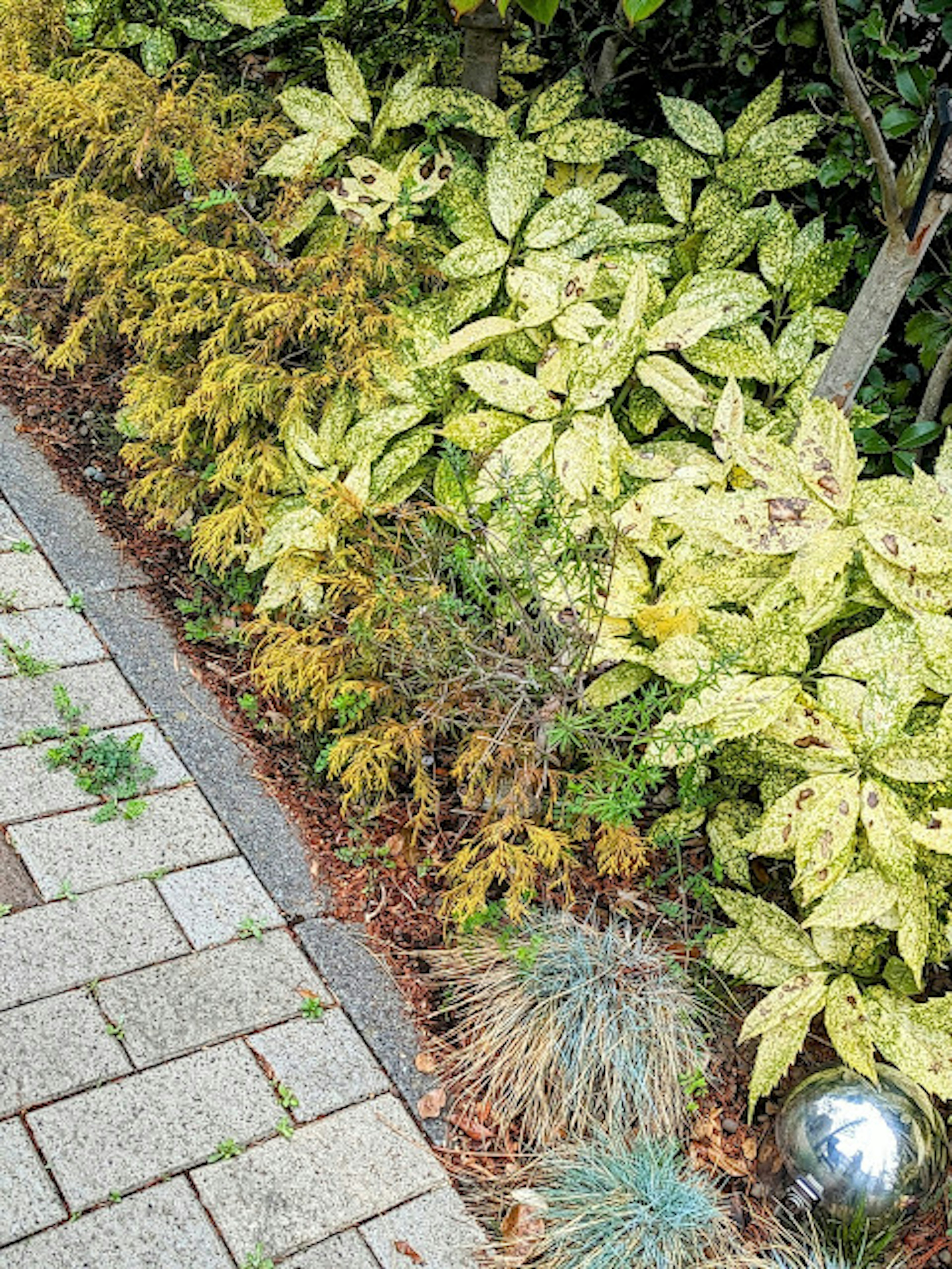 Landscape featuring green and yellow foliage plants along a garden edge