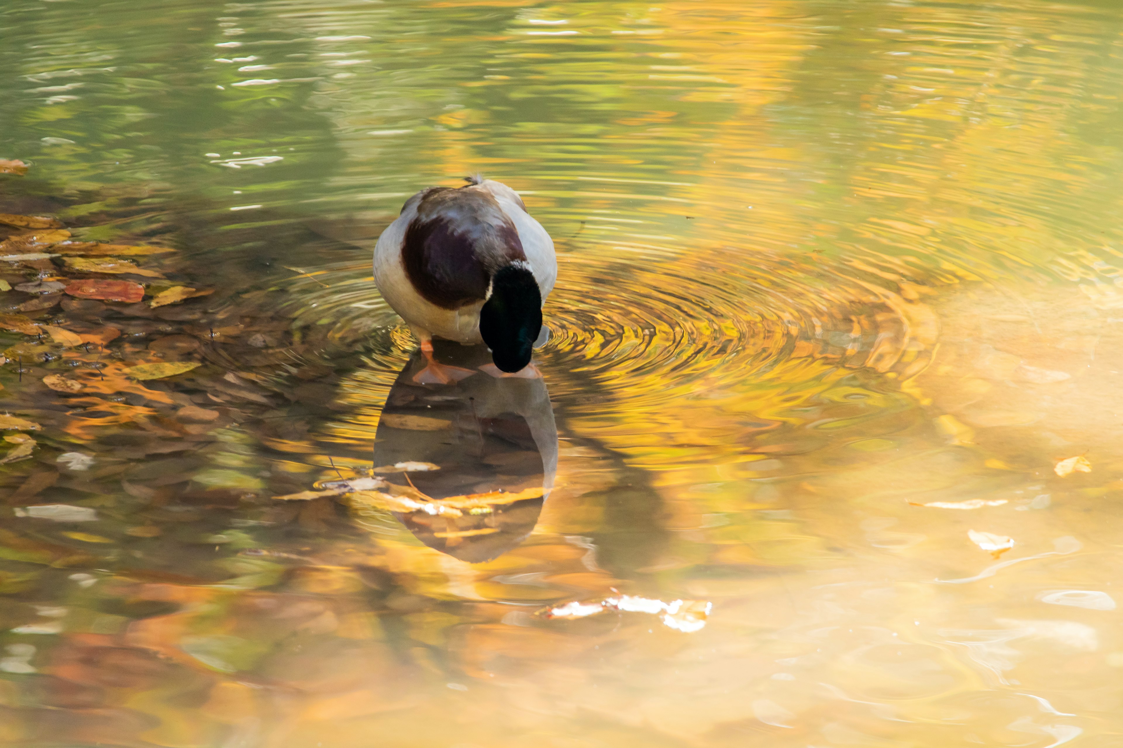 Duck reflected in water with vibrant autumn leaves