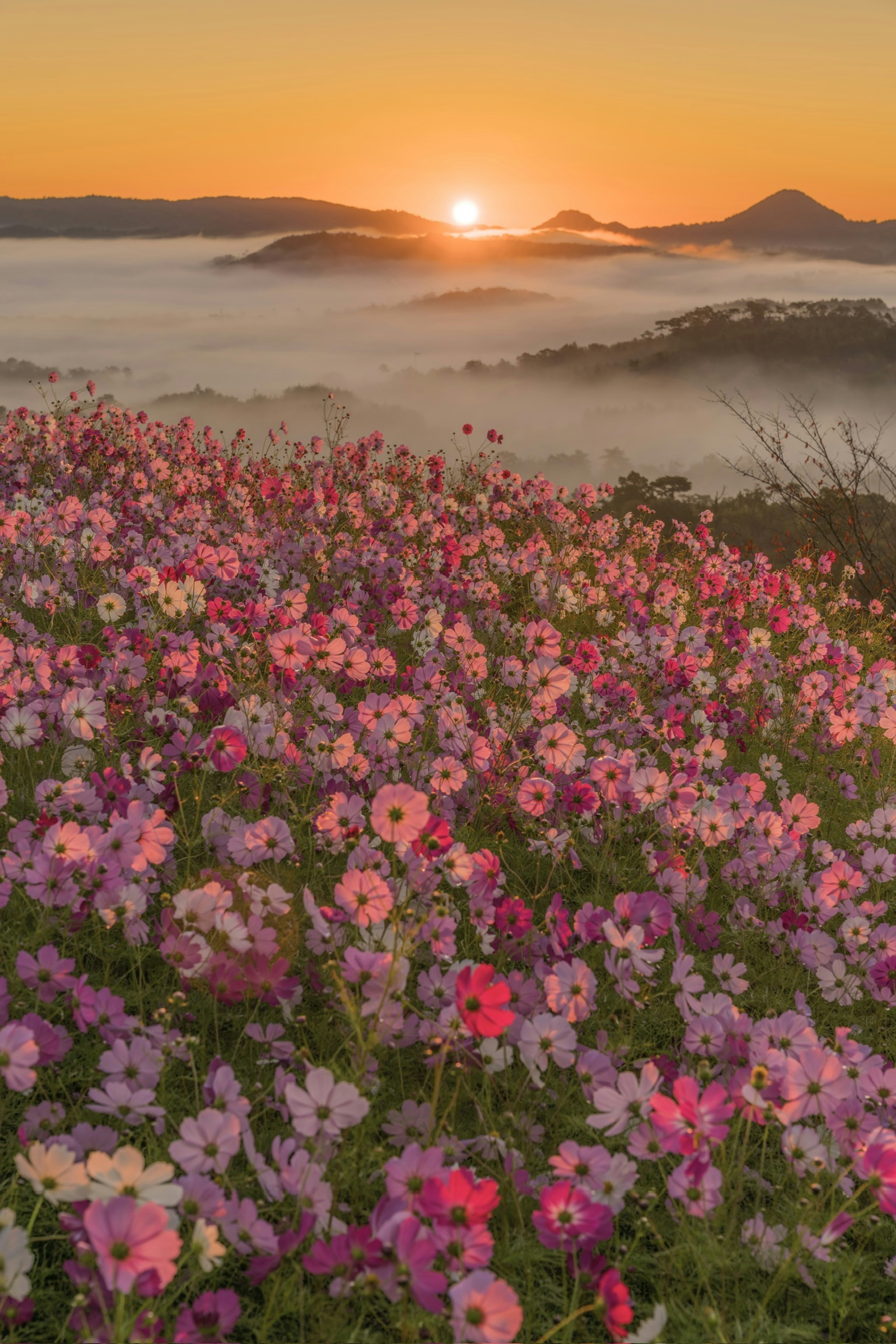 五彩缤纷的花朵在山丘上绽放，背景是日出