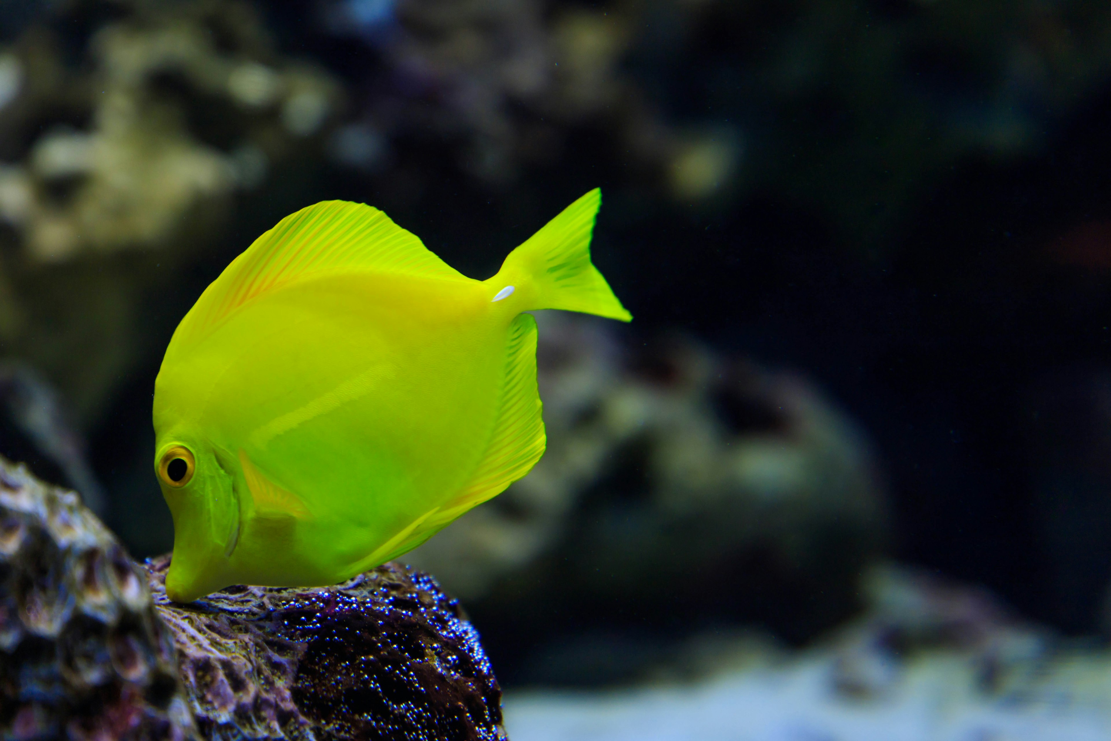 Un pez amarillo brillante nadando cerca de los corales