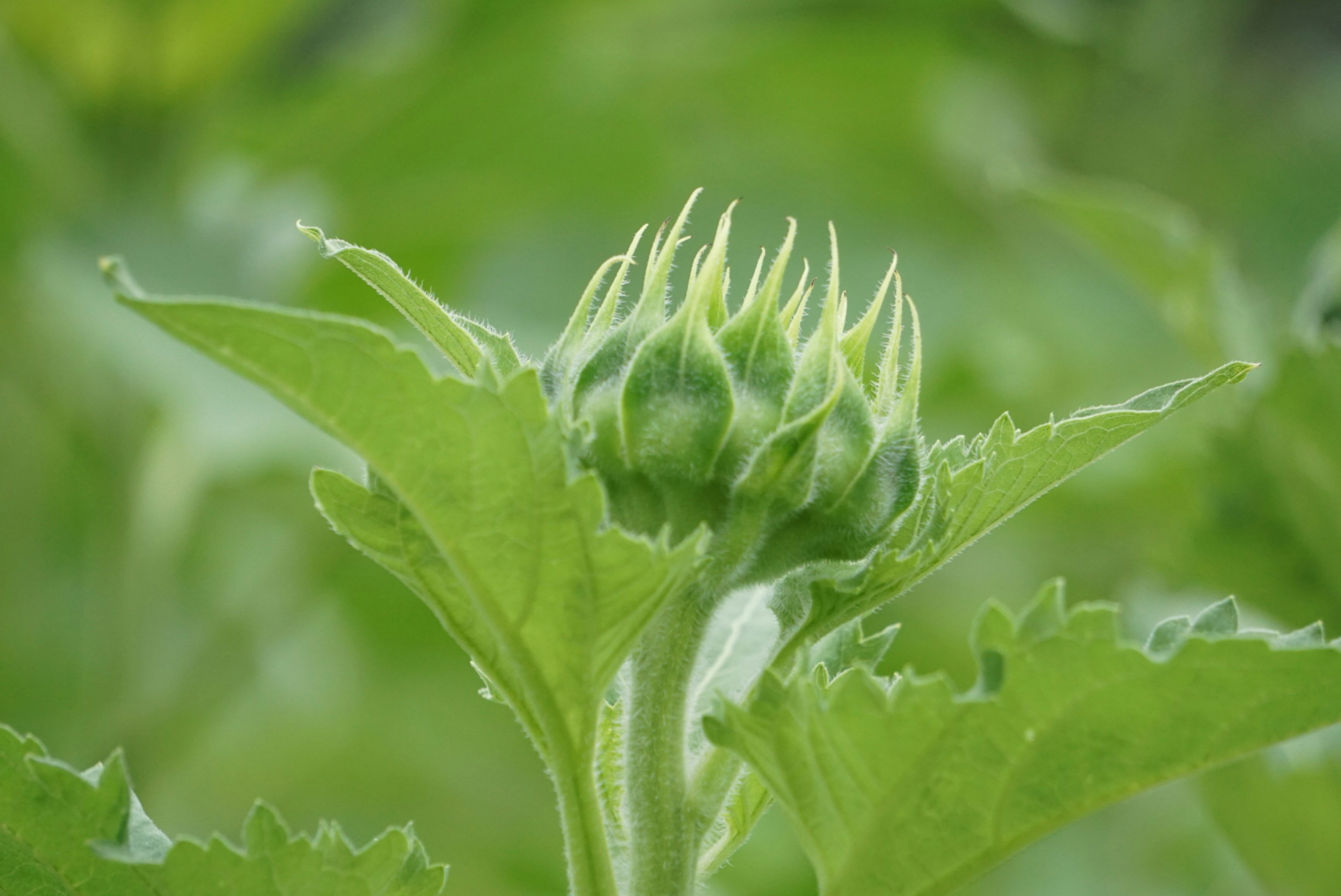 Nahaufnahme einer Knospe umgeben von grünen Blättern