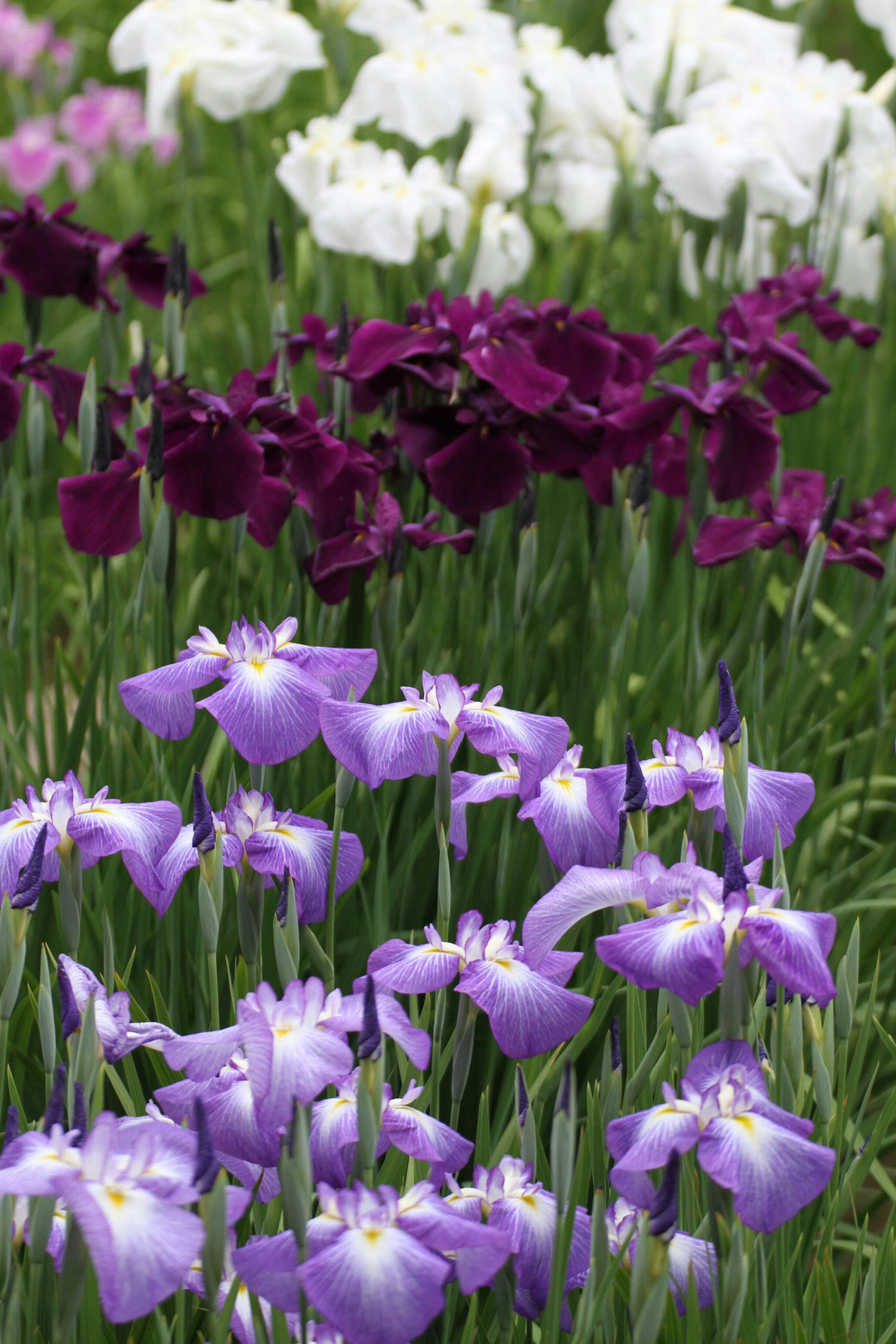 Hermoso paisaje con flores de iris moradas y blancas en flor