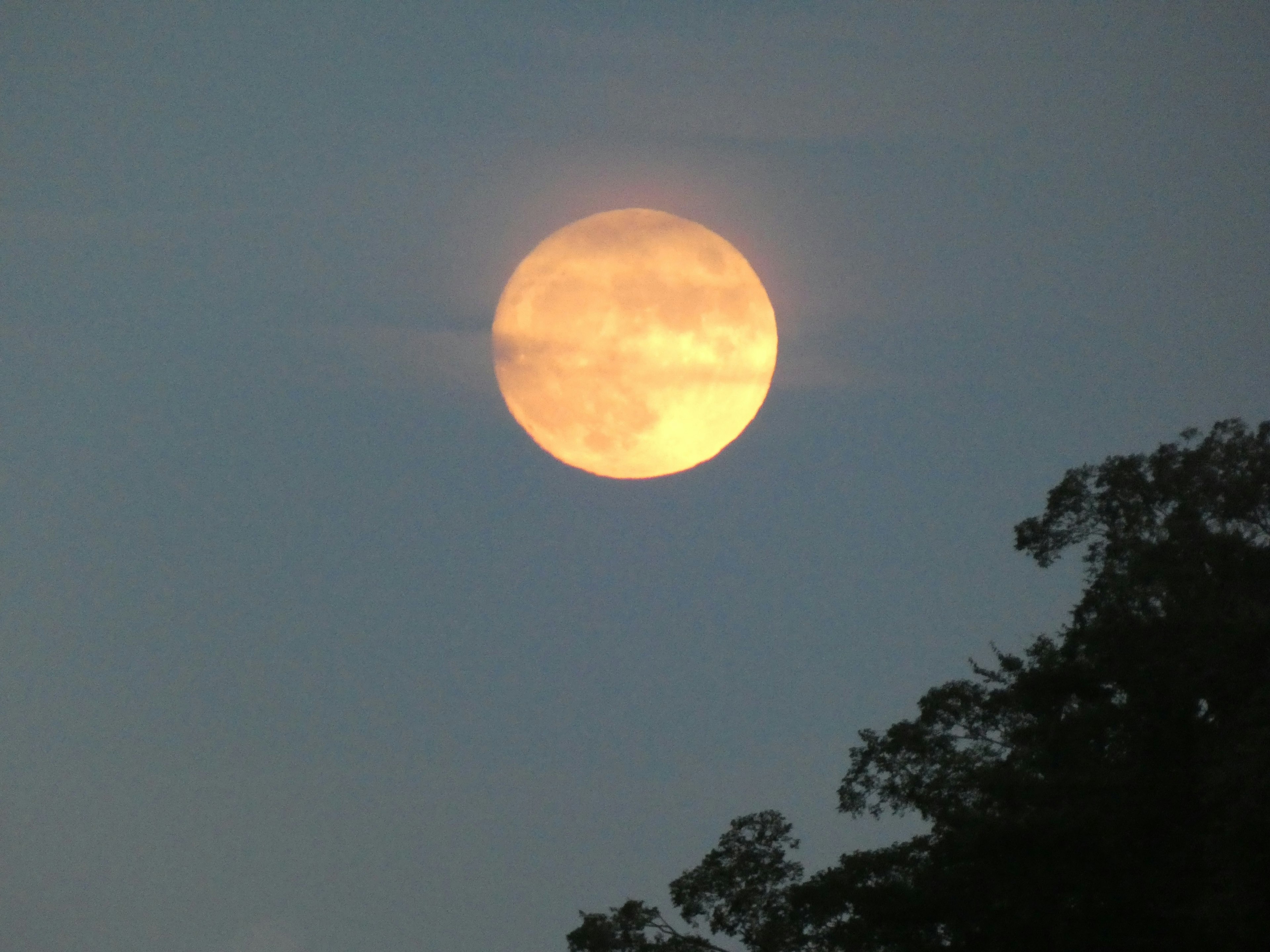 A large full moon in twilight with tree silhouette