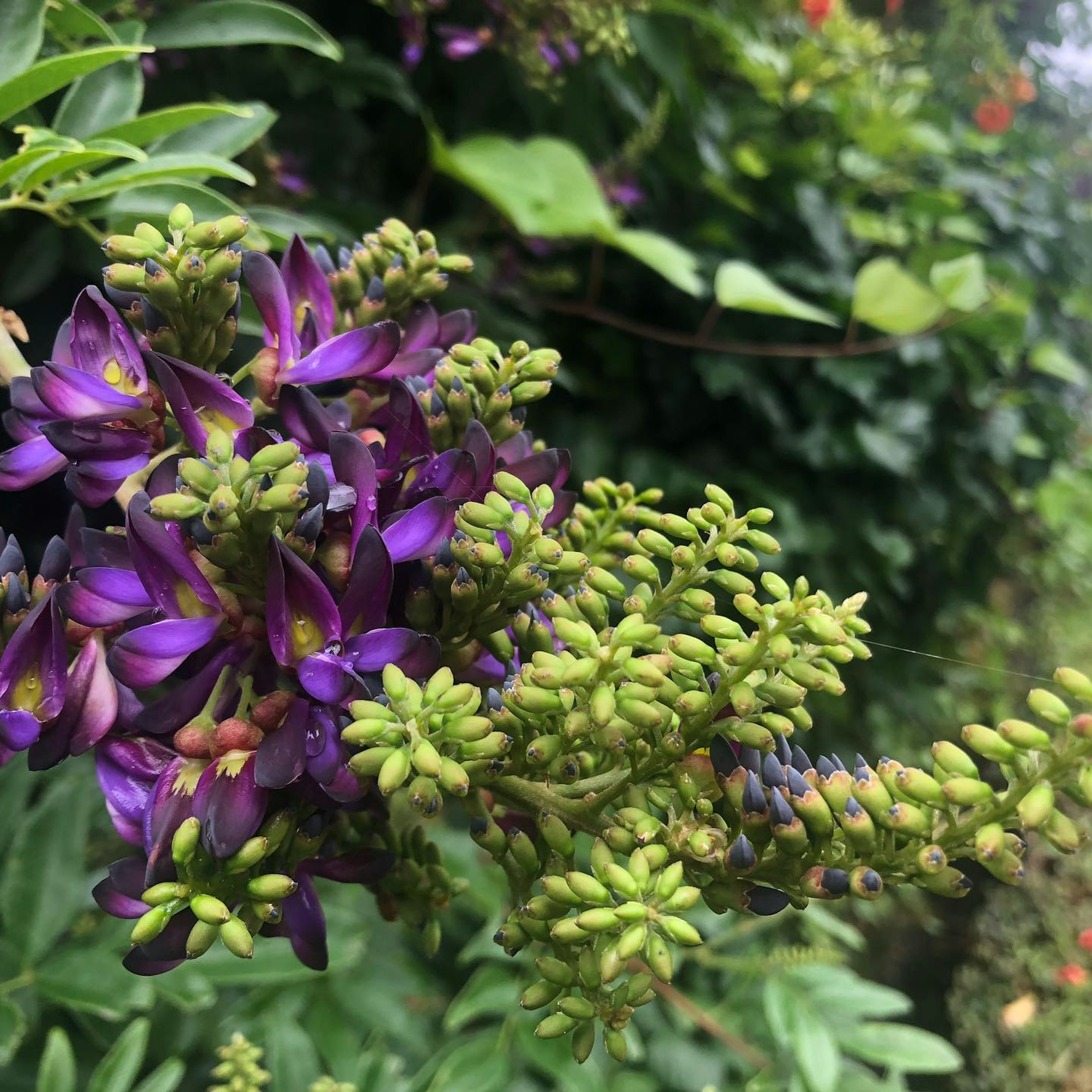 Primo piano di una pianta con fiori viola e gemme verdi