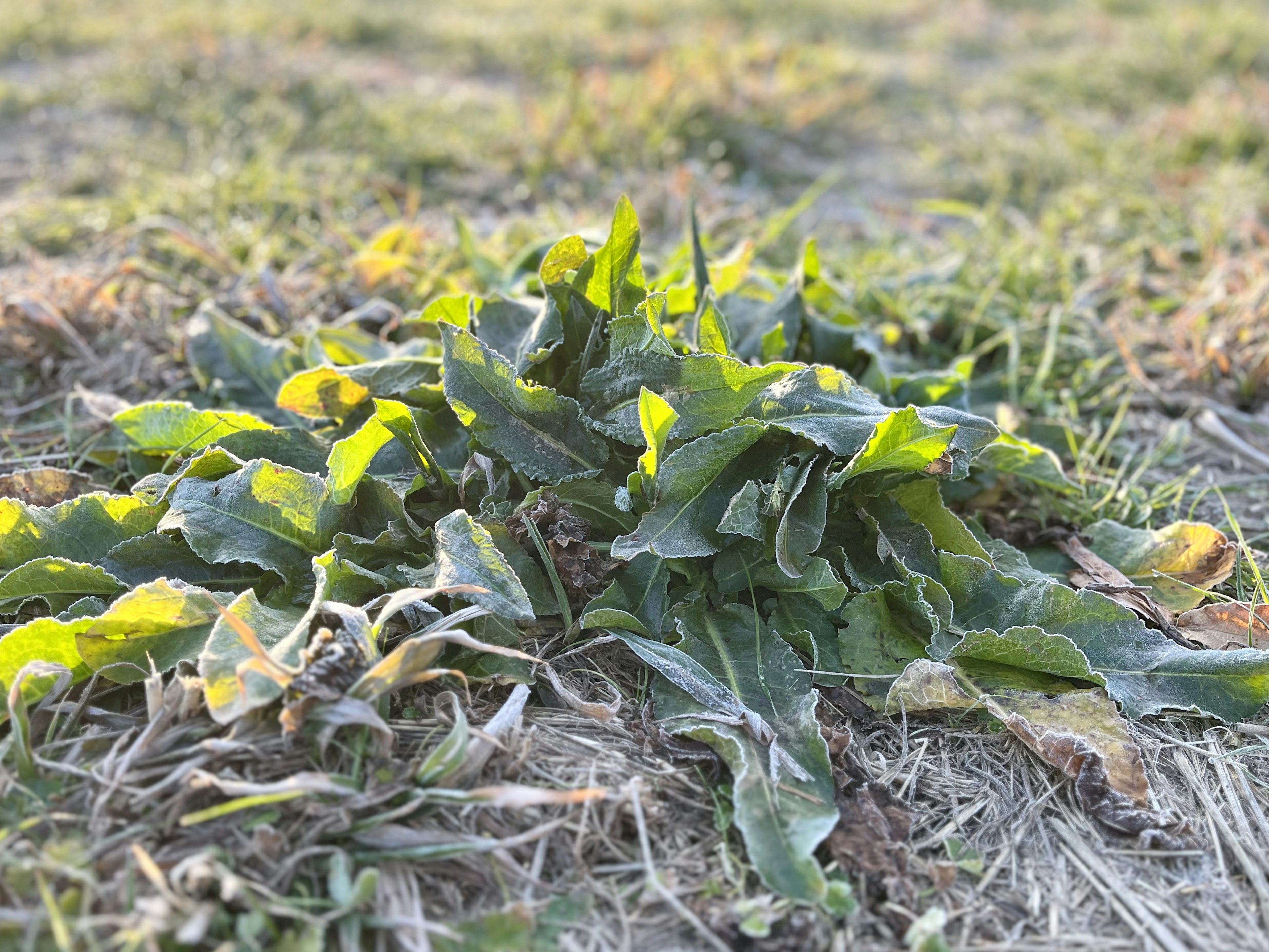 Feuilles vertes s'étendant sur le sol avec de l'herbe sèche