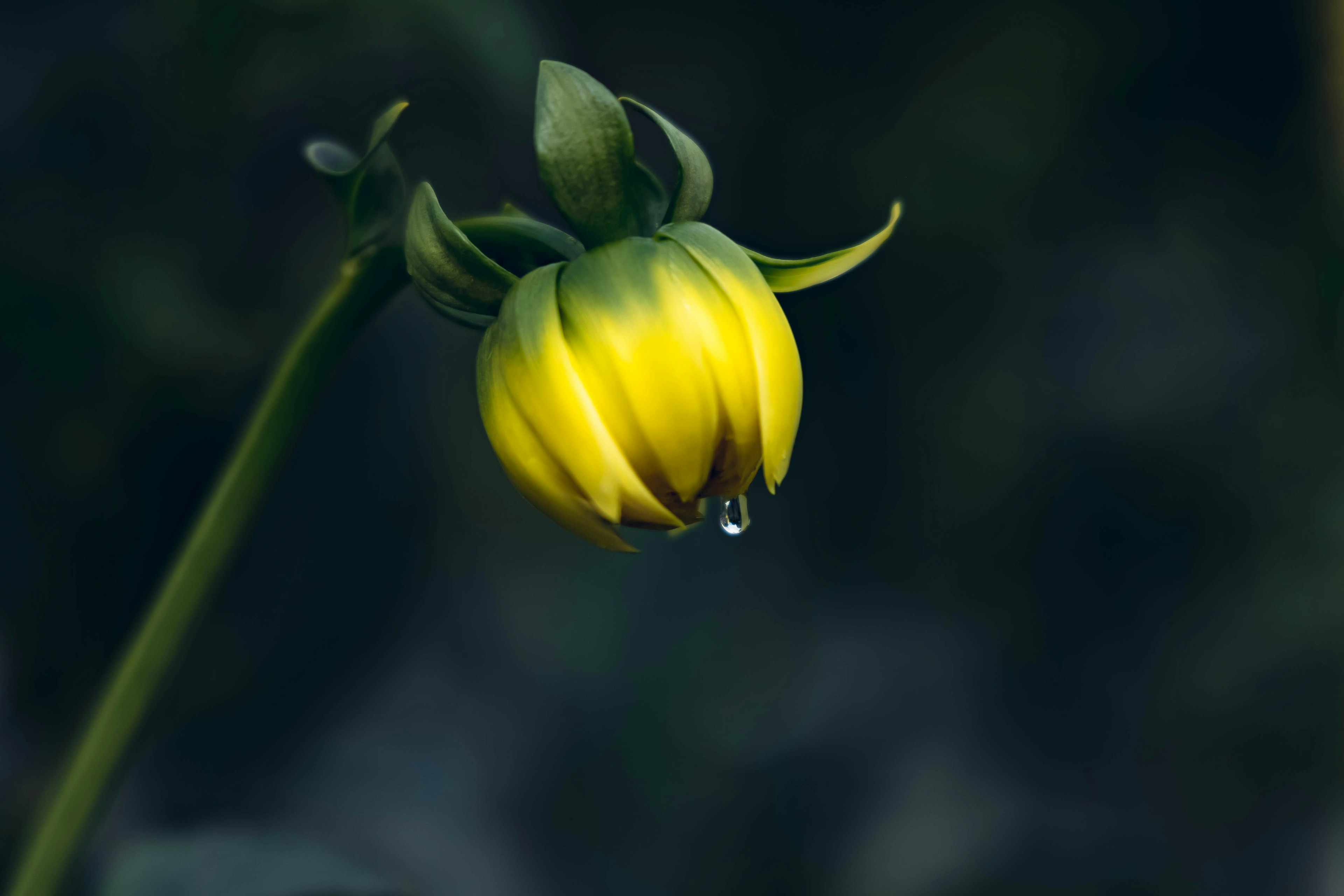 Gelber Blumenknospe mit einem Wassertropfen vor dunklem grünem Hintergrund