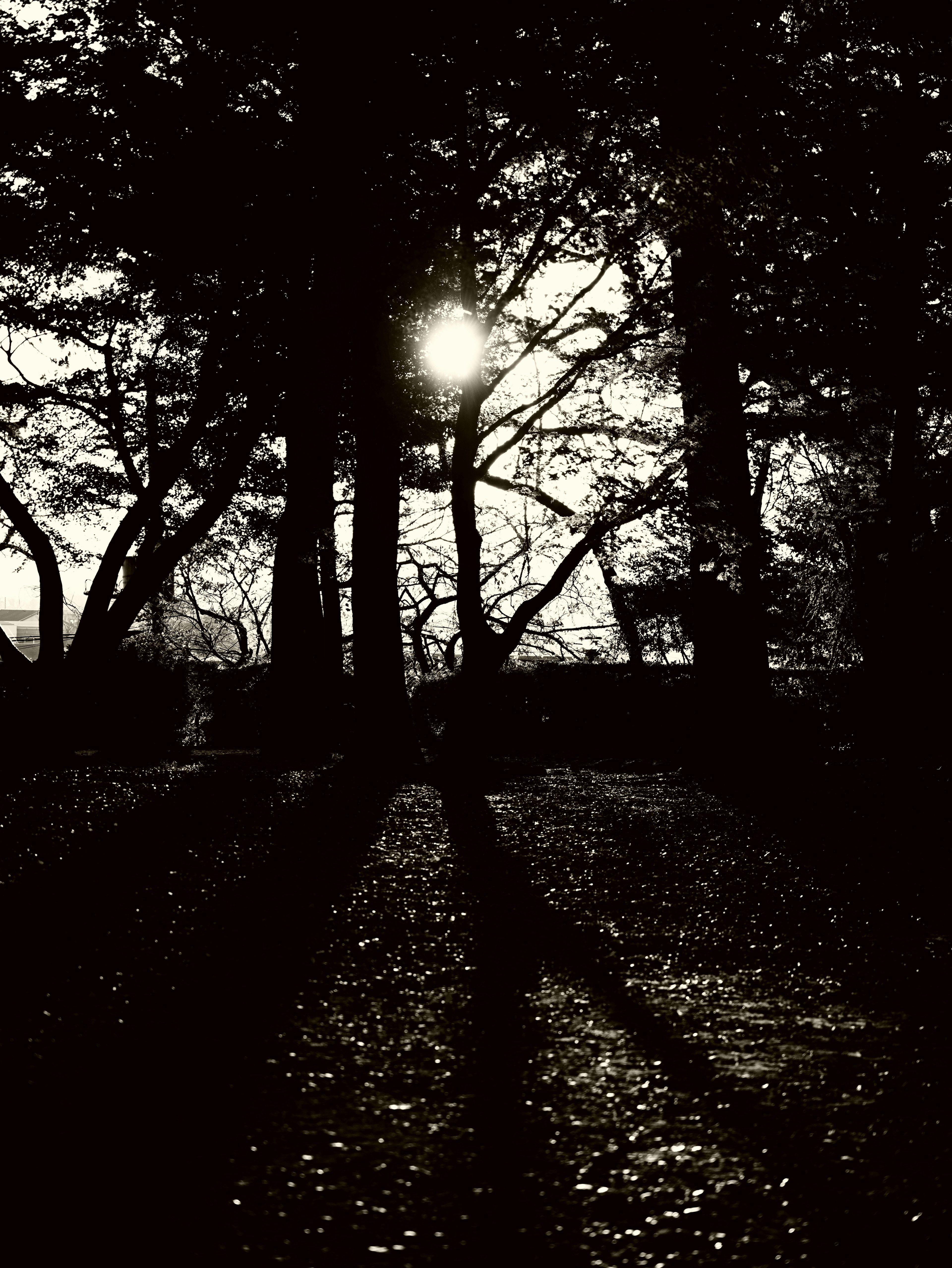 A high-contrast black and white landscape featuring sunlight streaming through trees