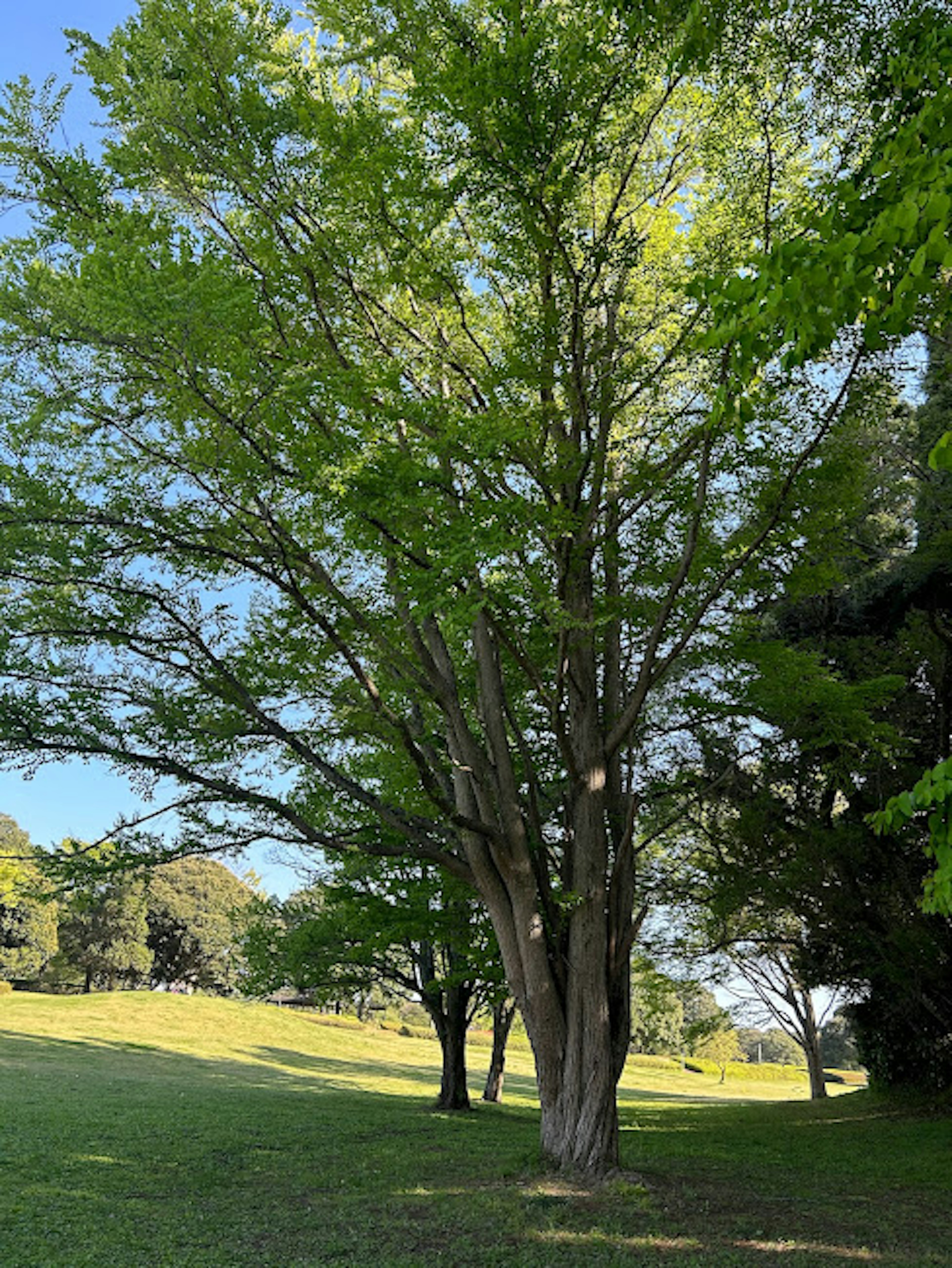 青々とした葉を持つ大きな木が広がる公園の風景