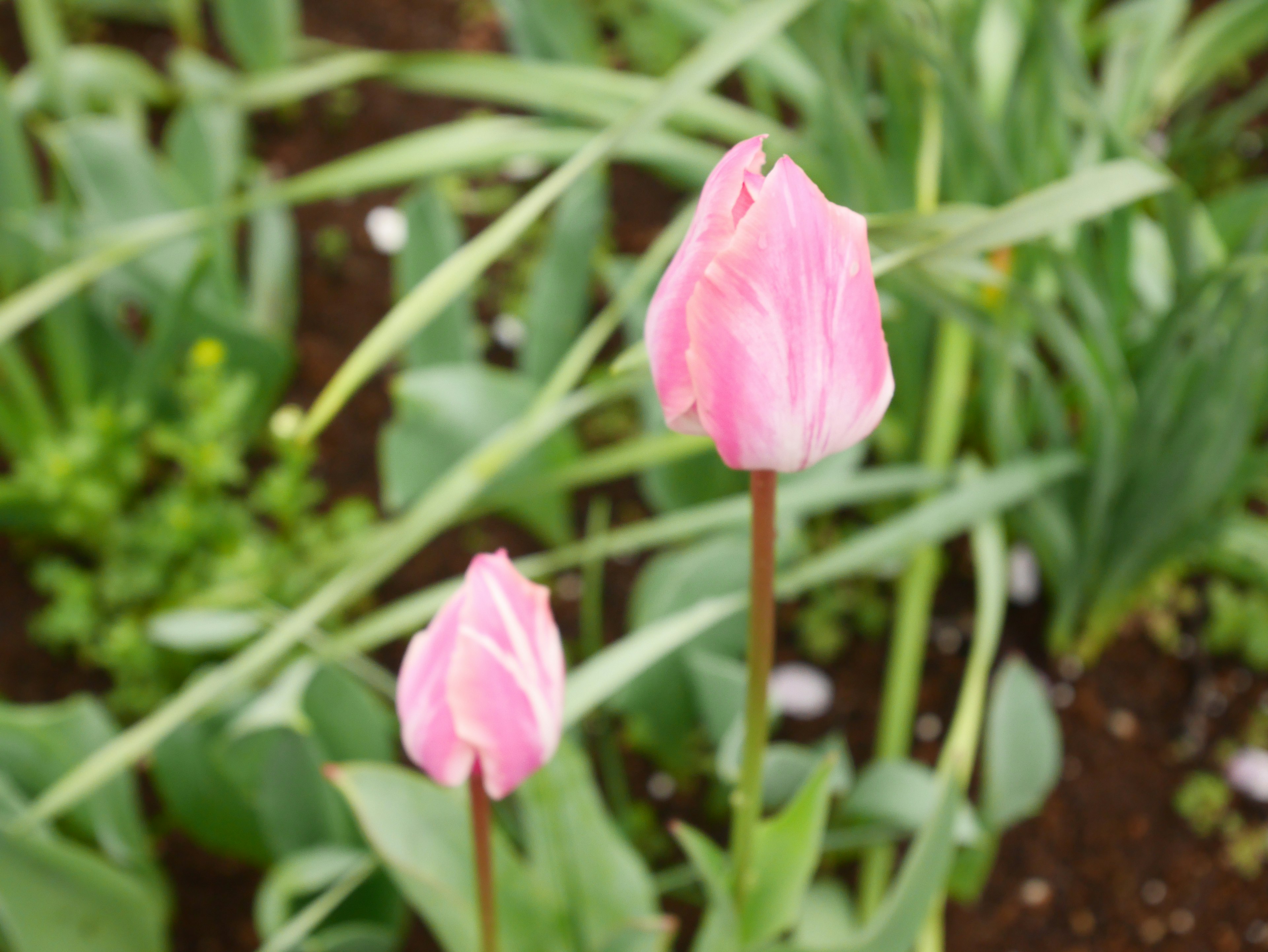 Dos tulipanes rosas rodeados de hojas verdes