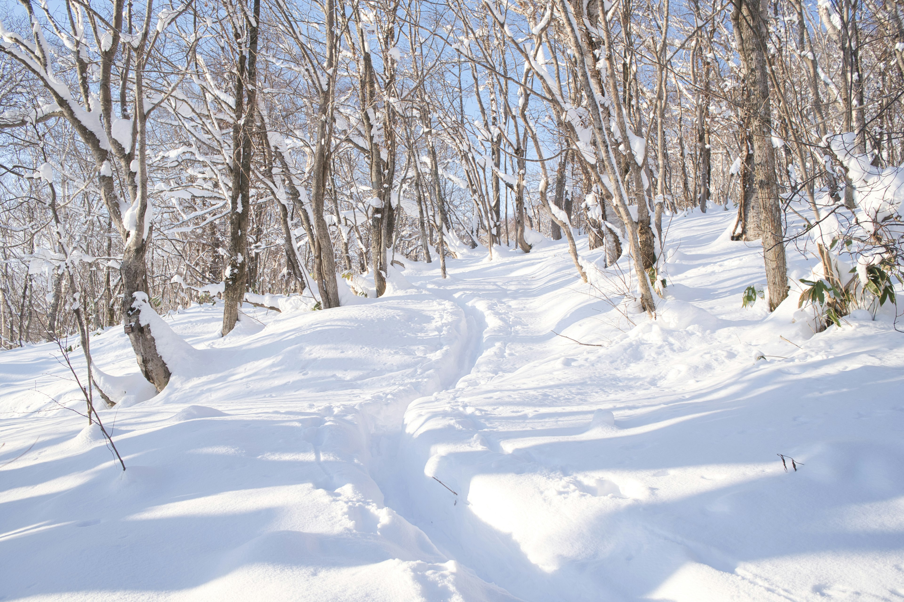 Snow-covered forest path with blue sky