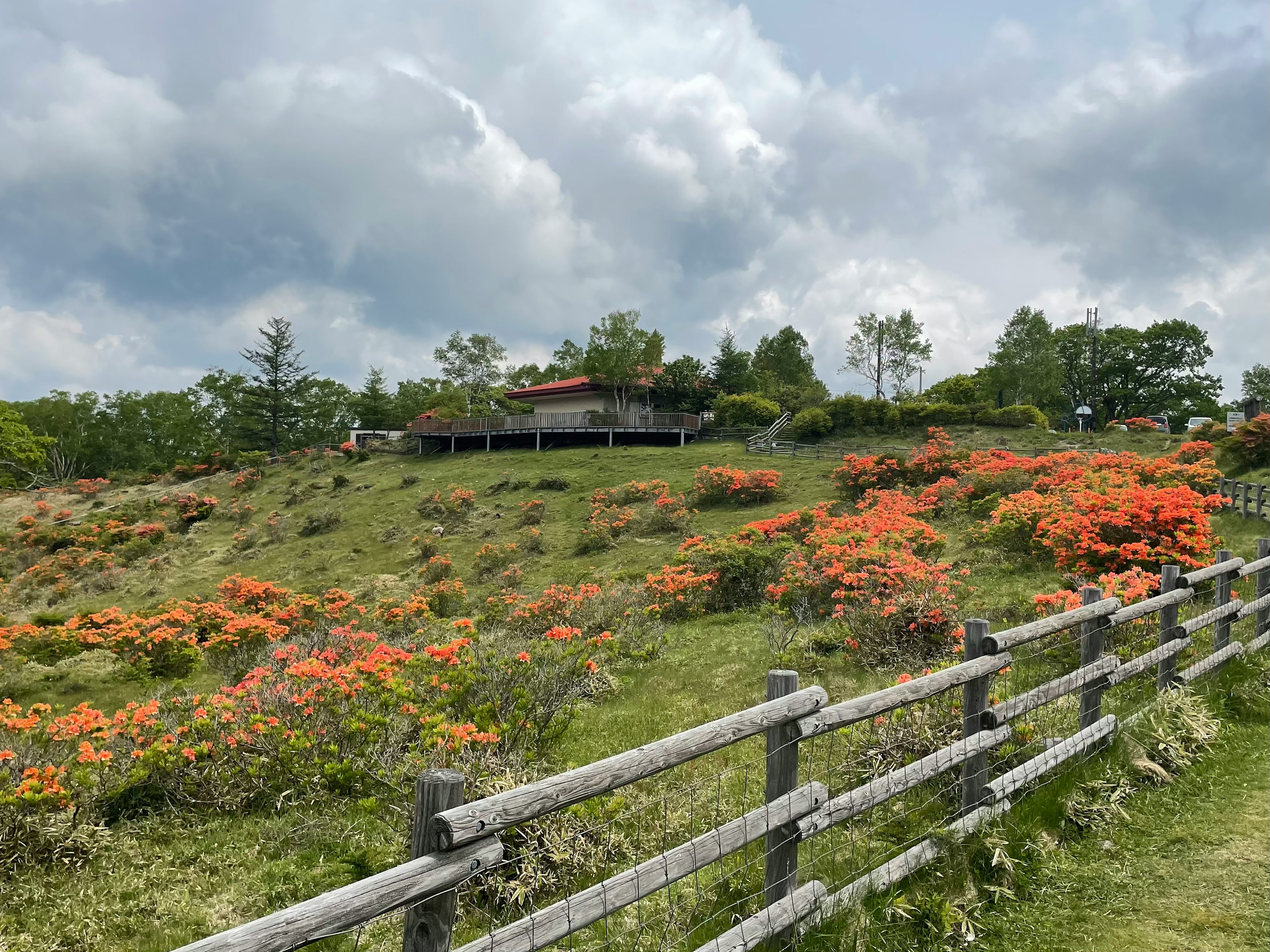 Bukit hijau dengan bunga oranye dan pagar kayu