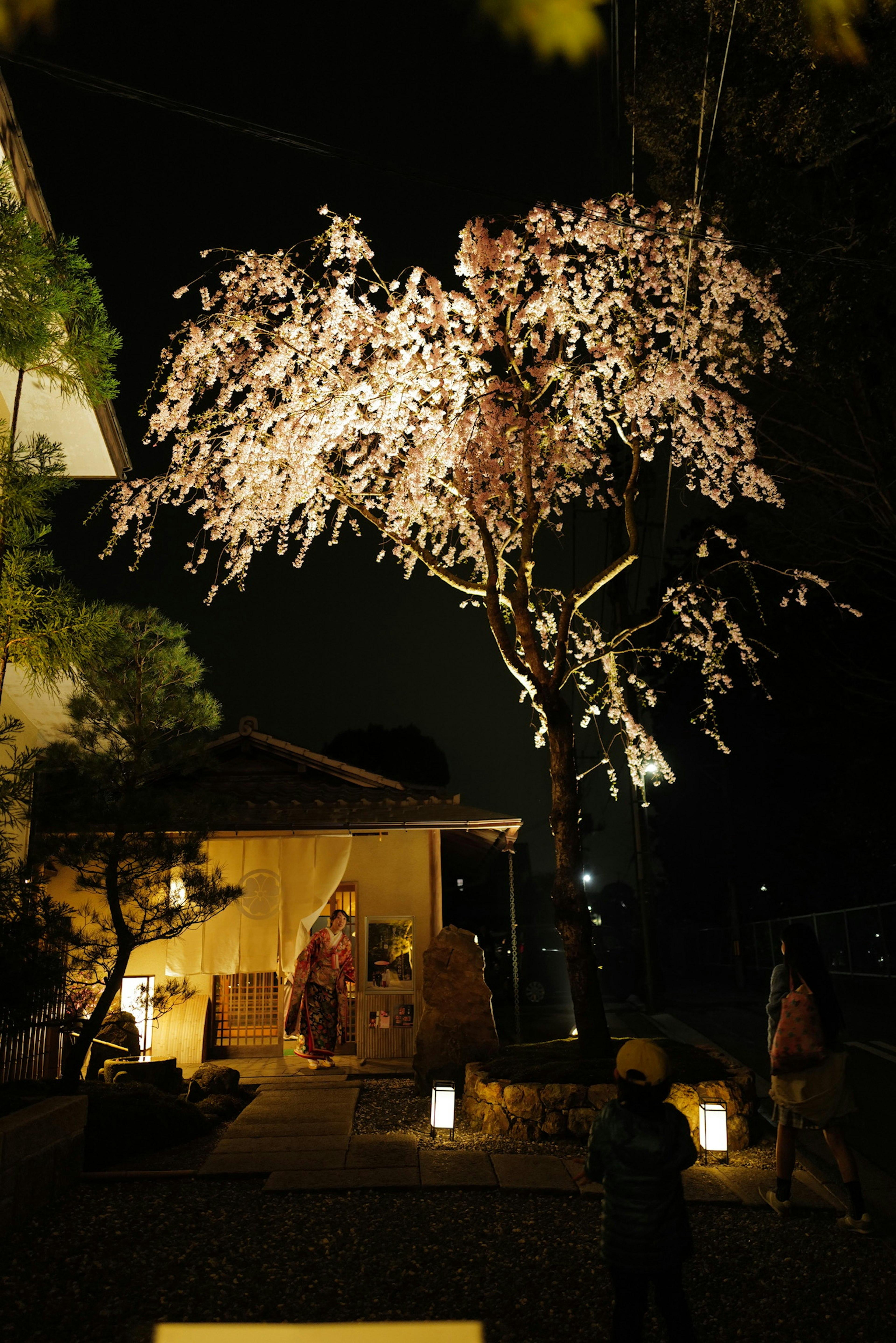 A beautifully lit cherry blossom tree at night with surrounding scenery