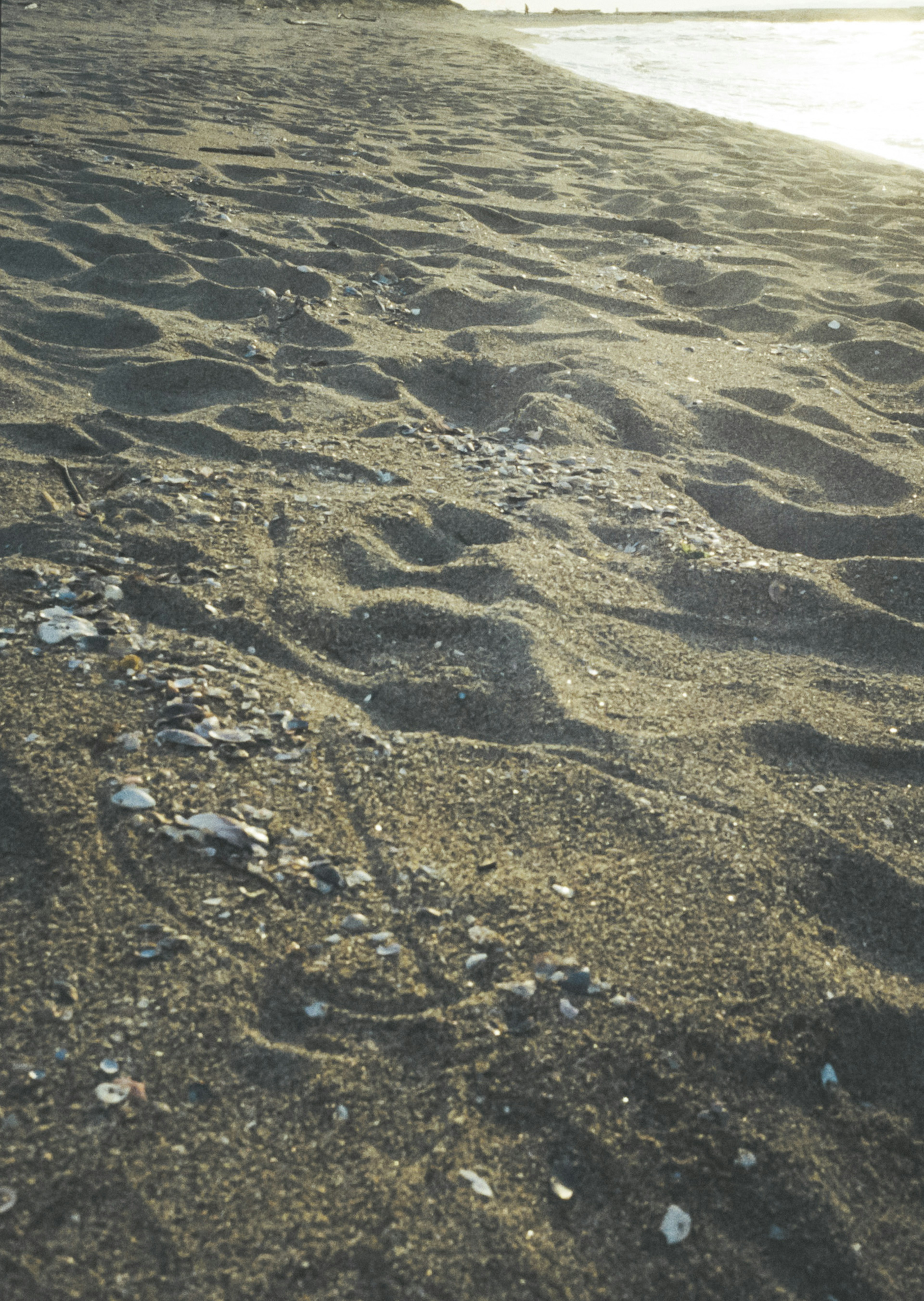 Sable texturé avec des empreintes de pas et des coquillages sur la plage