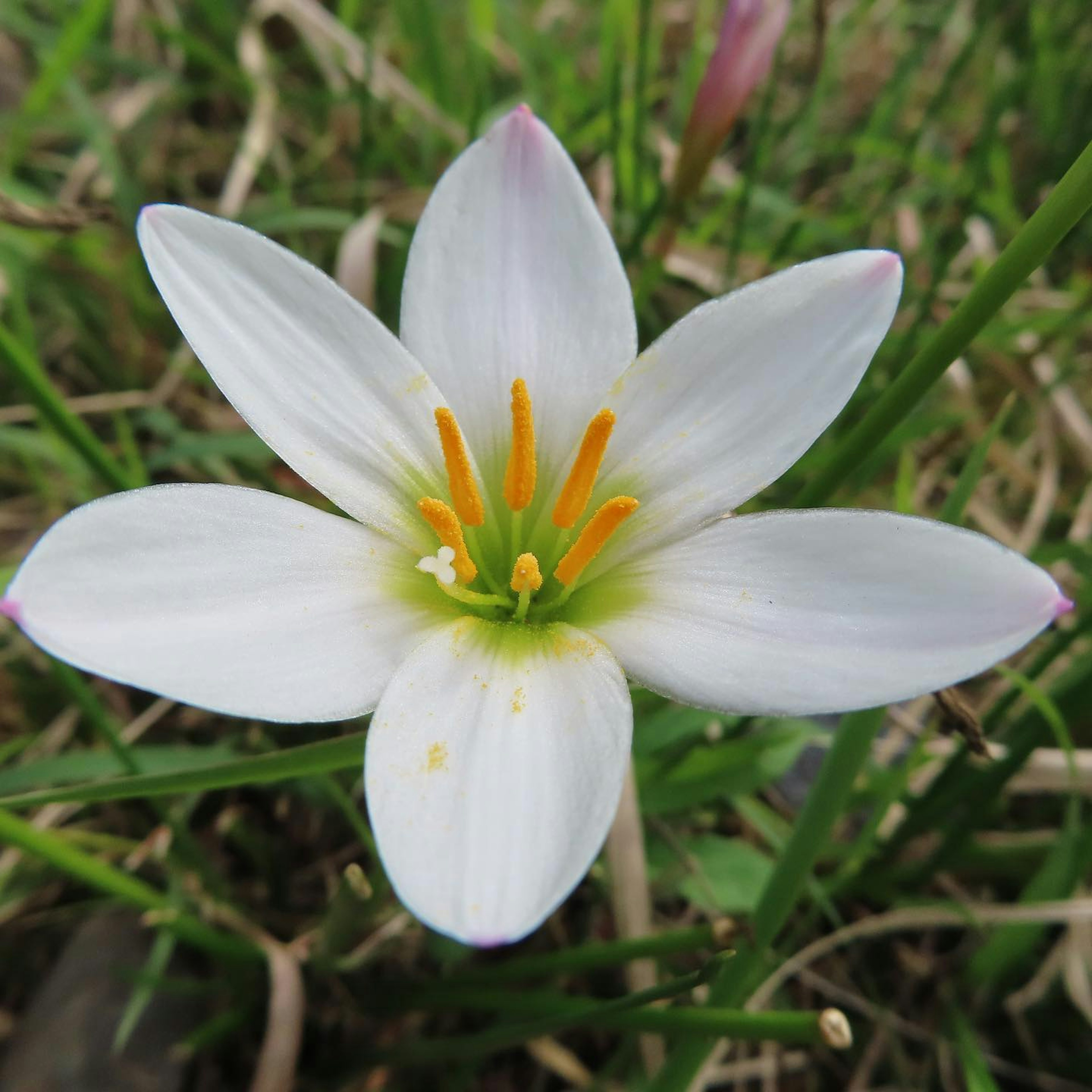 Flower with white petals and orange stamens