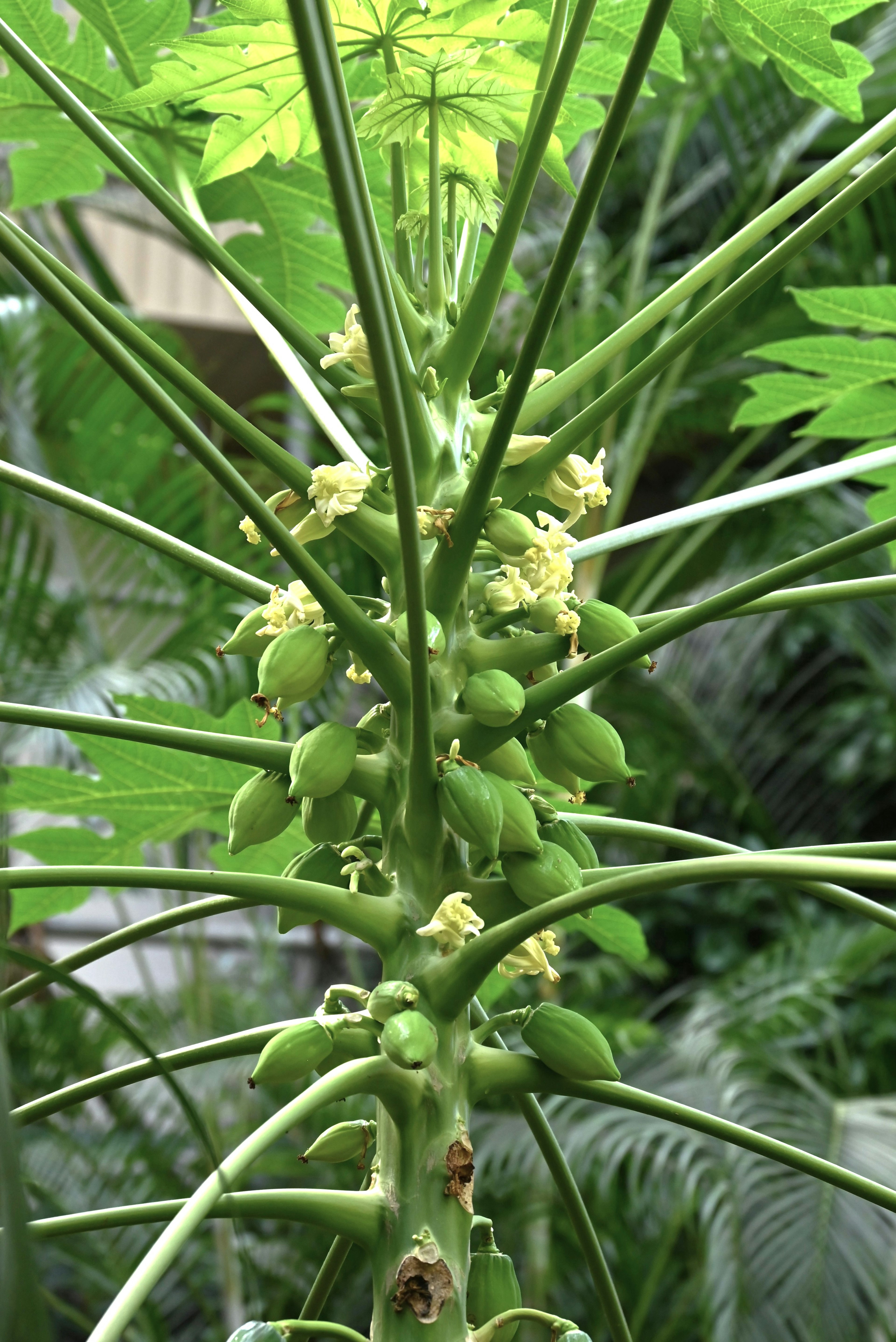 Papaya tree with green fruit and flowers visible