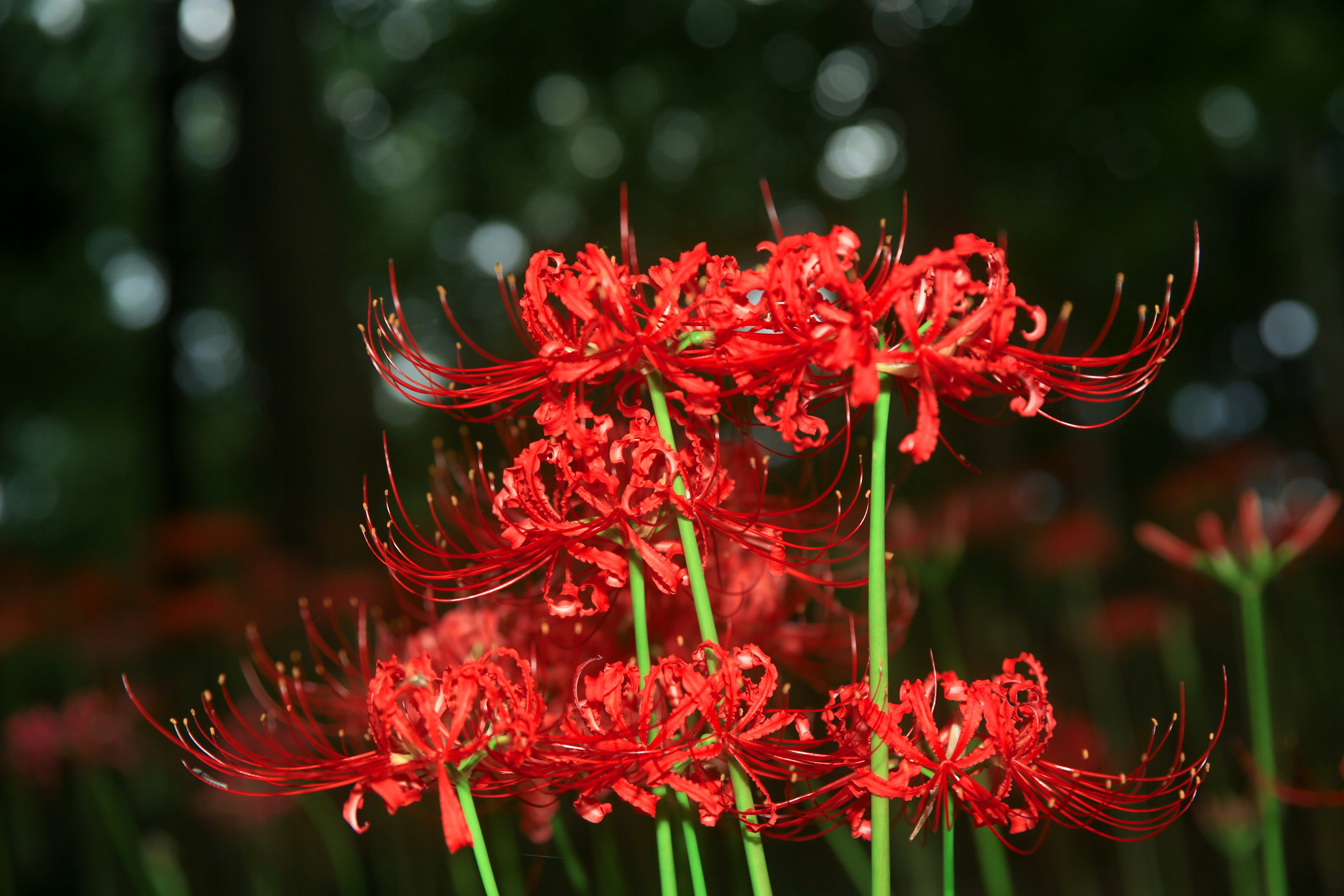 Cluster of red spider lilies with blurred green background