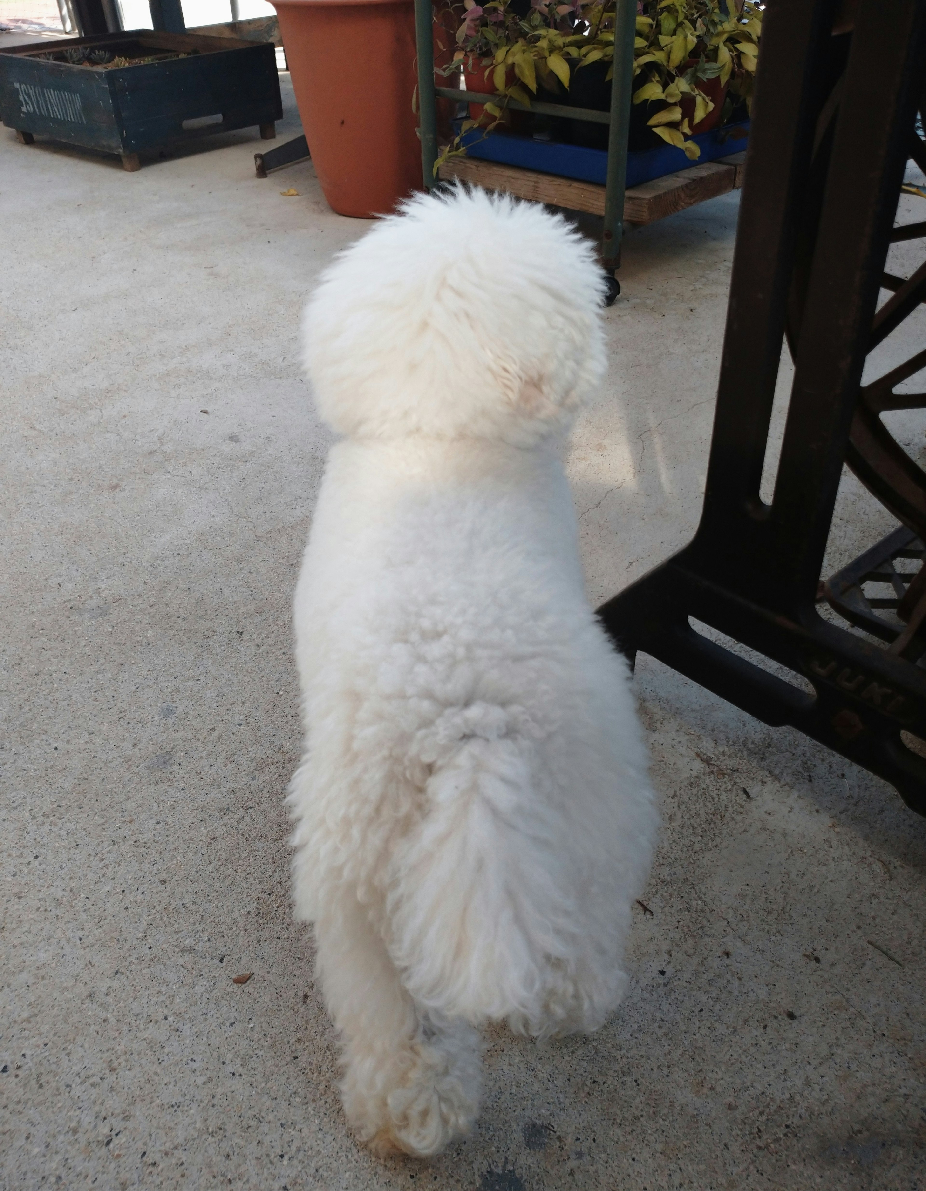 Un perro blanco esponjoso de pie de espaldas a la cámara