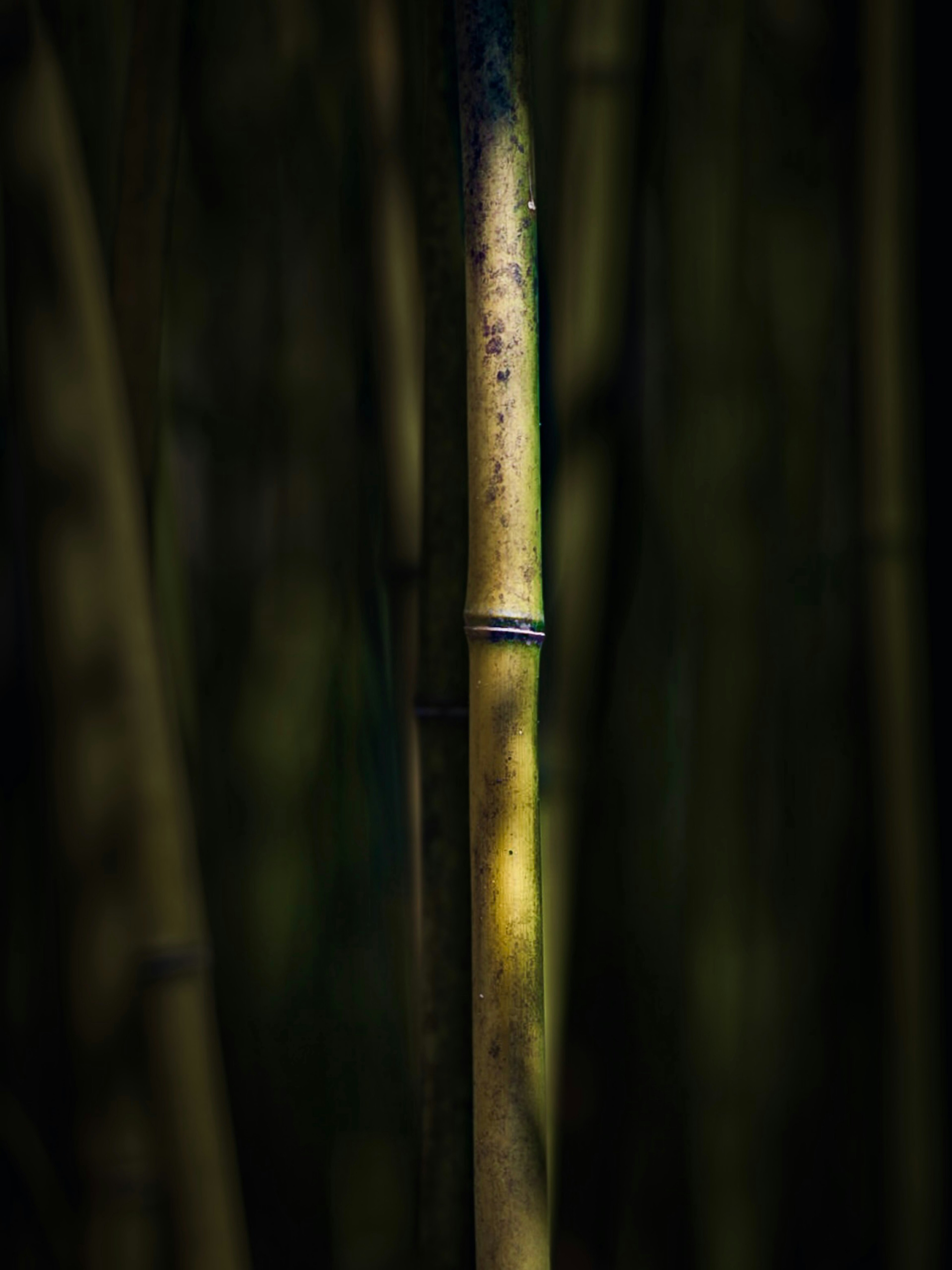 Close-up of a bamboo stalk against a dark background