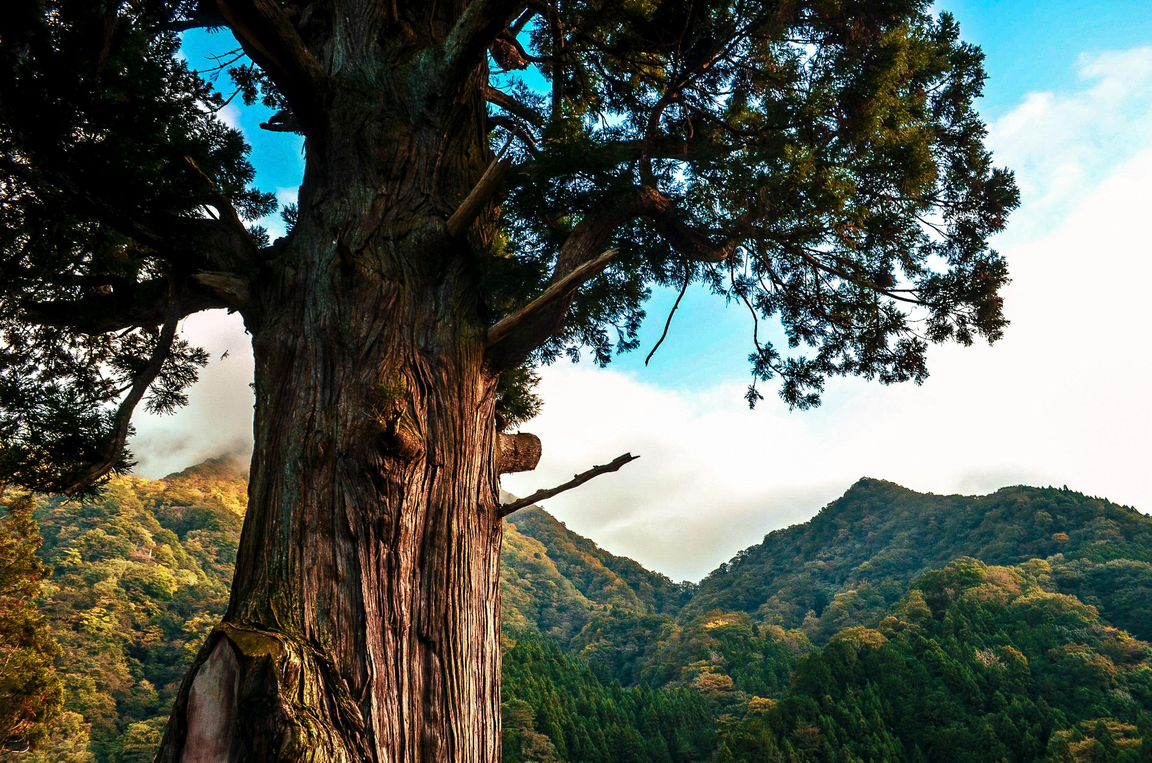 Grand arbre avec un tronc rugueux et des montagnes en arrière-plan sous un ciel bleu