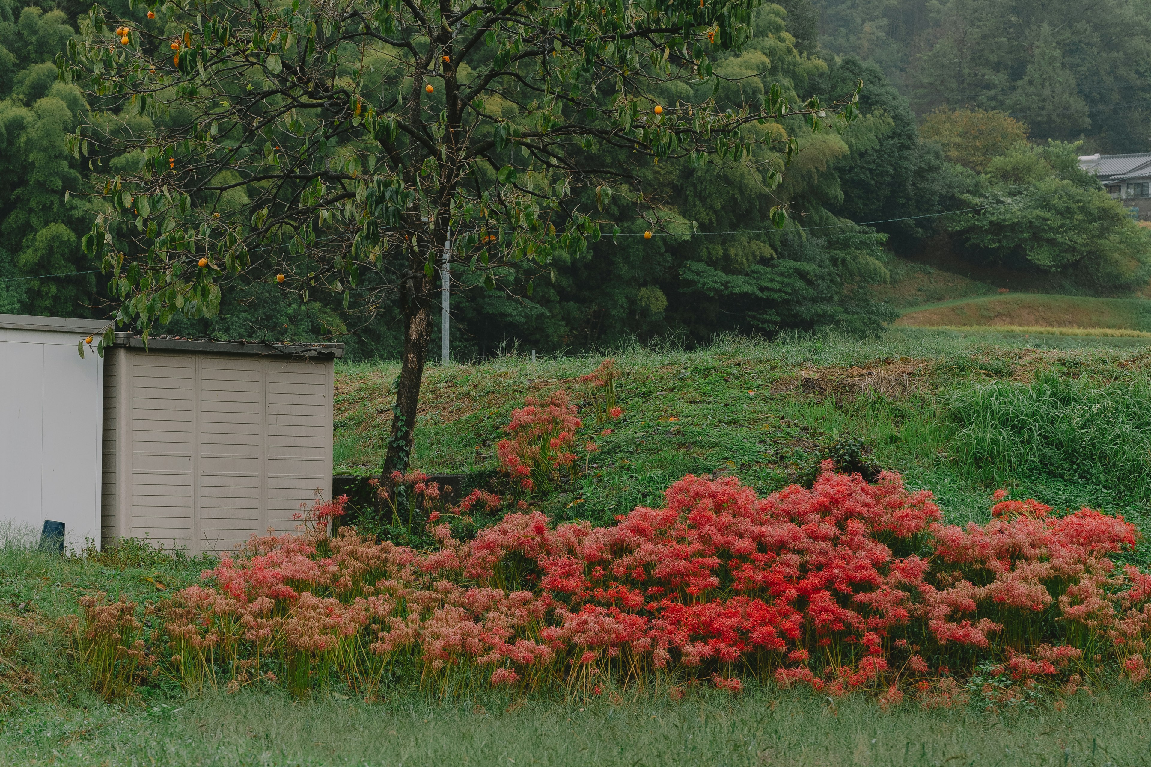 Una escena rural pintoresca con flores de otoño vibrantes y un árbol