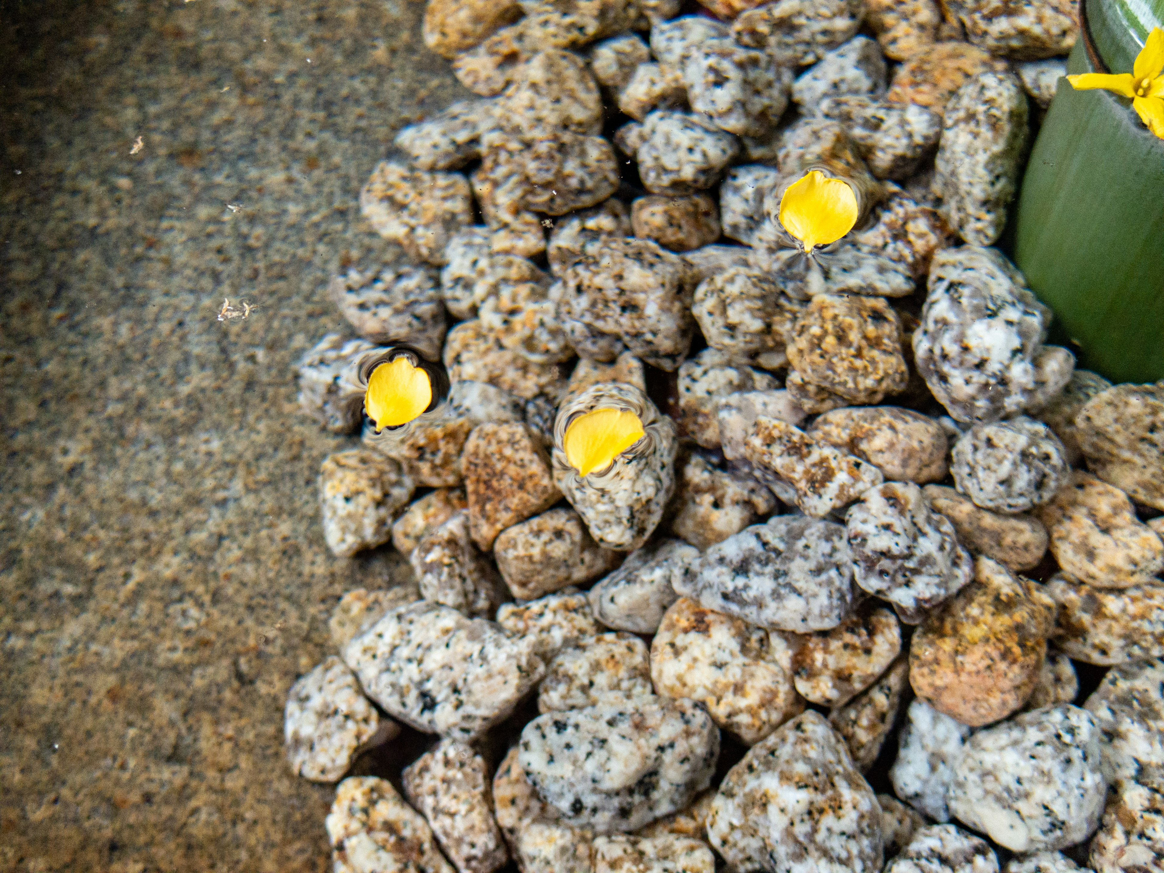 Piedras coloridas esparcidas con flores amarillas