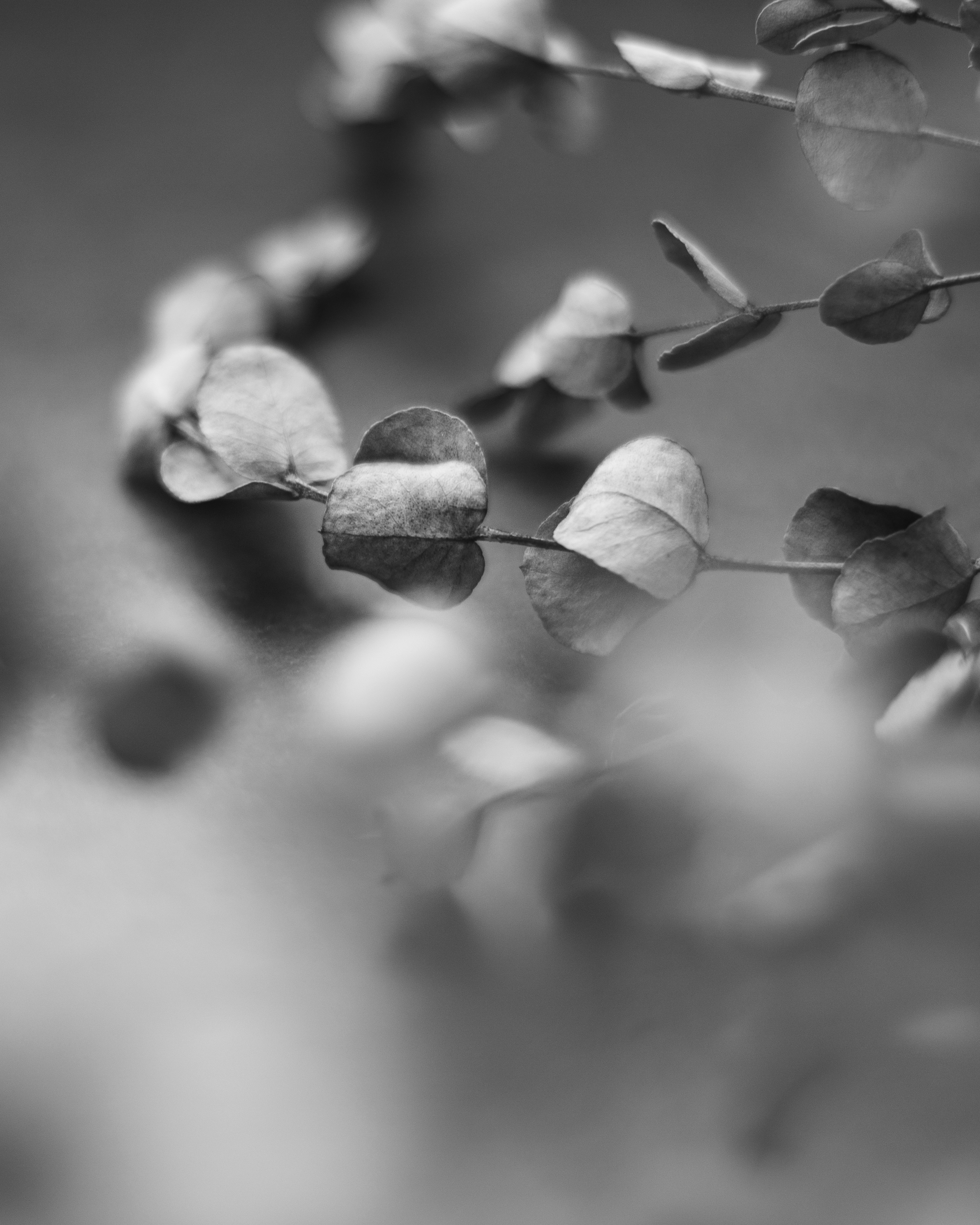 Hojas de eucalipto en blanco y negro balanceándose contra un fondo suave