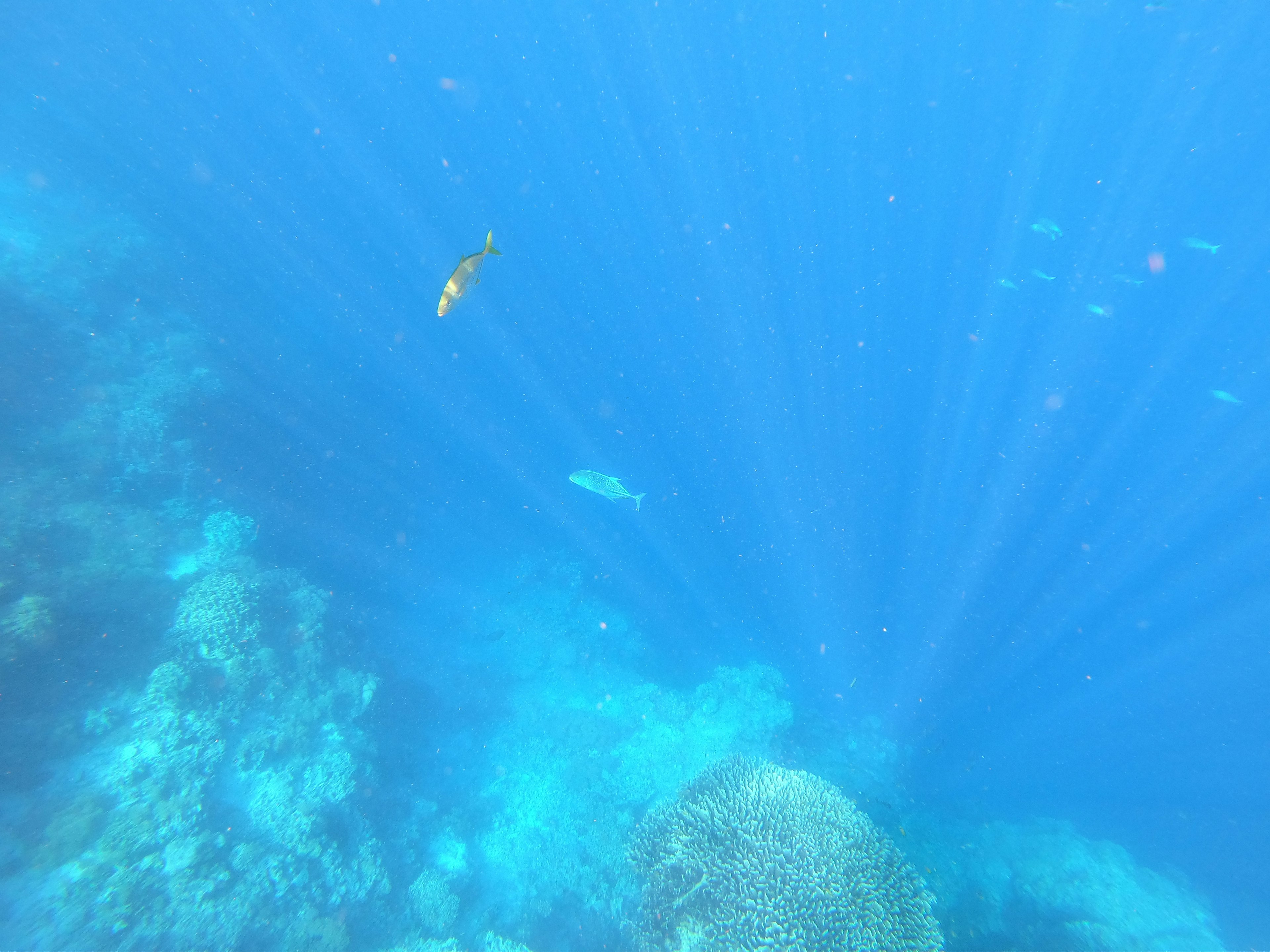 Escena submarina con arrecife de coral y peces bajo rayos de luz