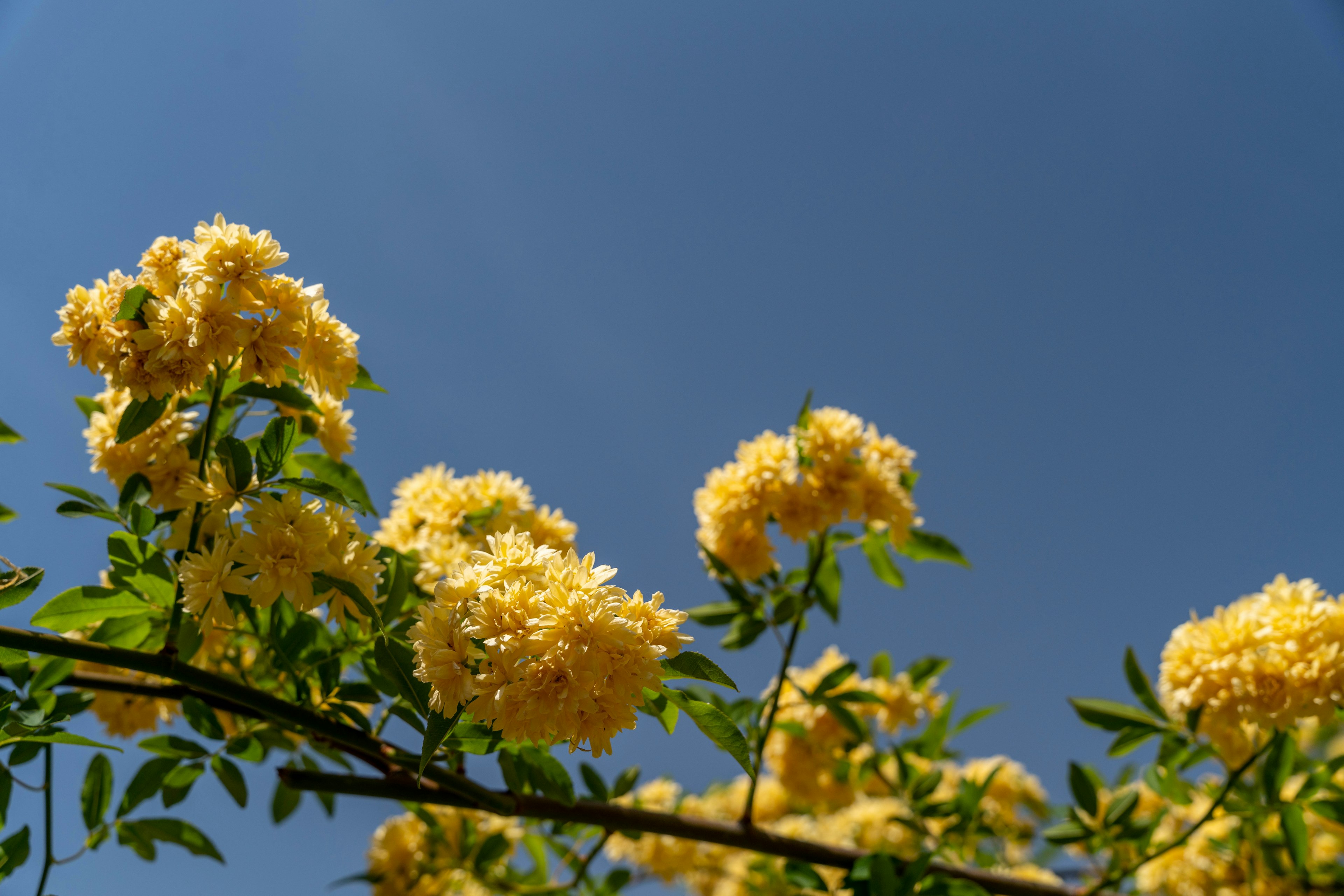 Branch of yellow flowers under a blue sky