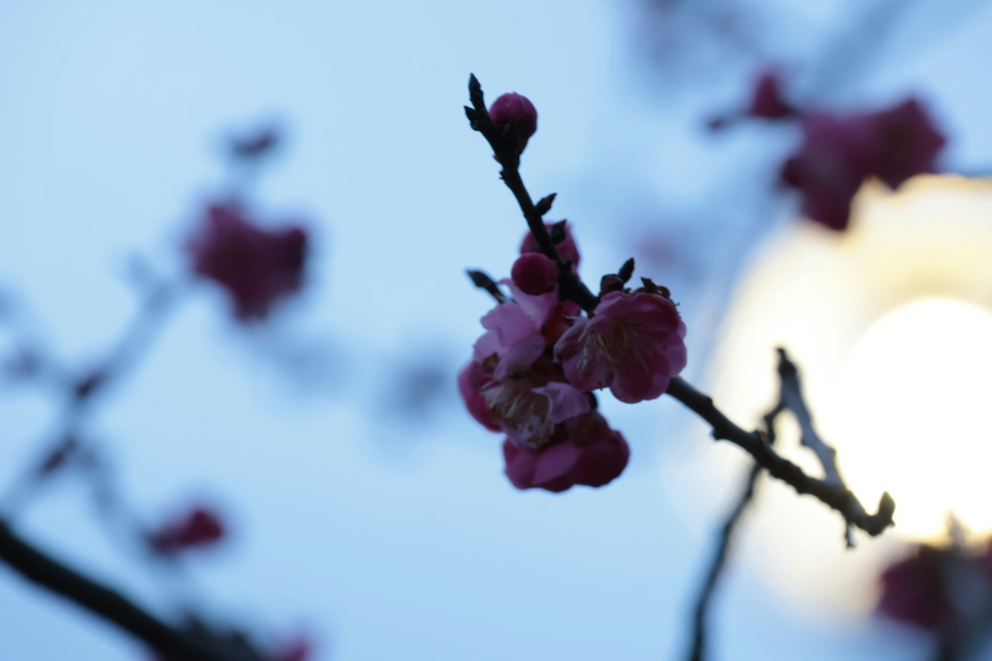 薄明かりの中で咲く梅の花の枝