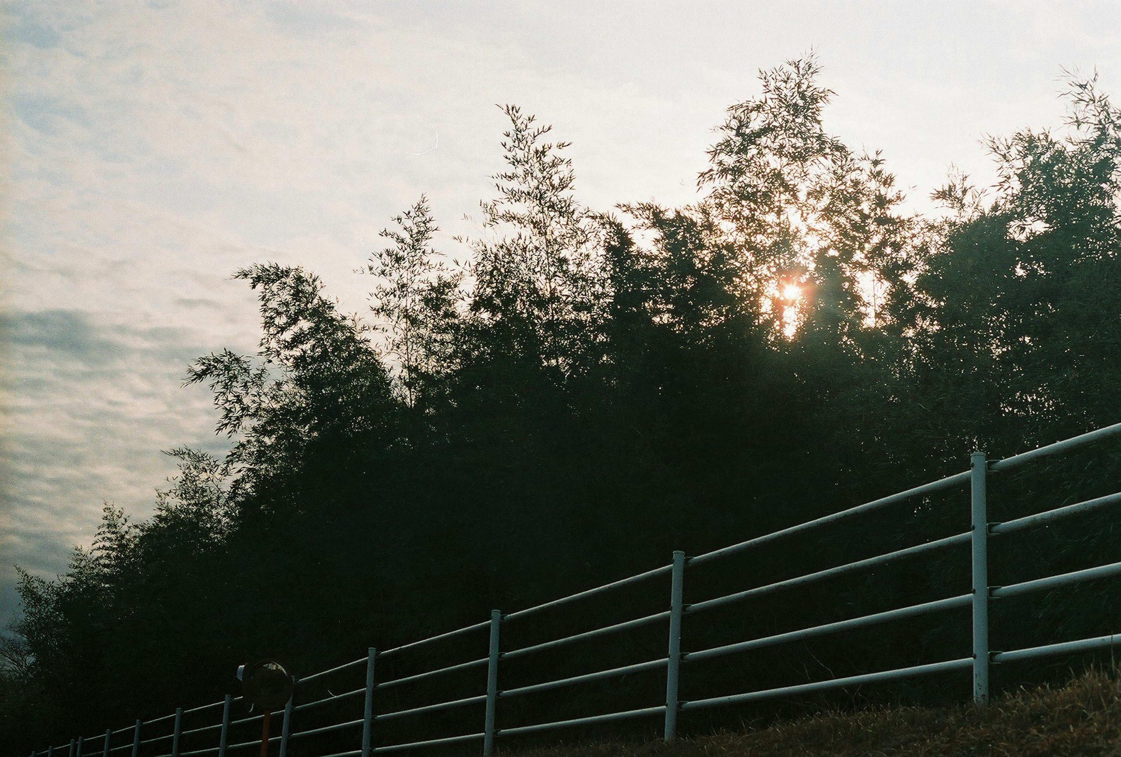 竹林と白いフェンスがある風景の写真