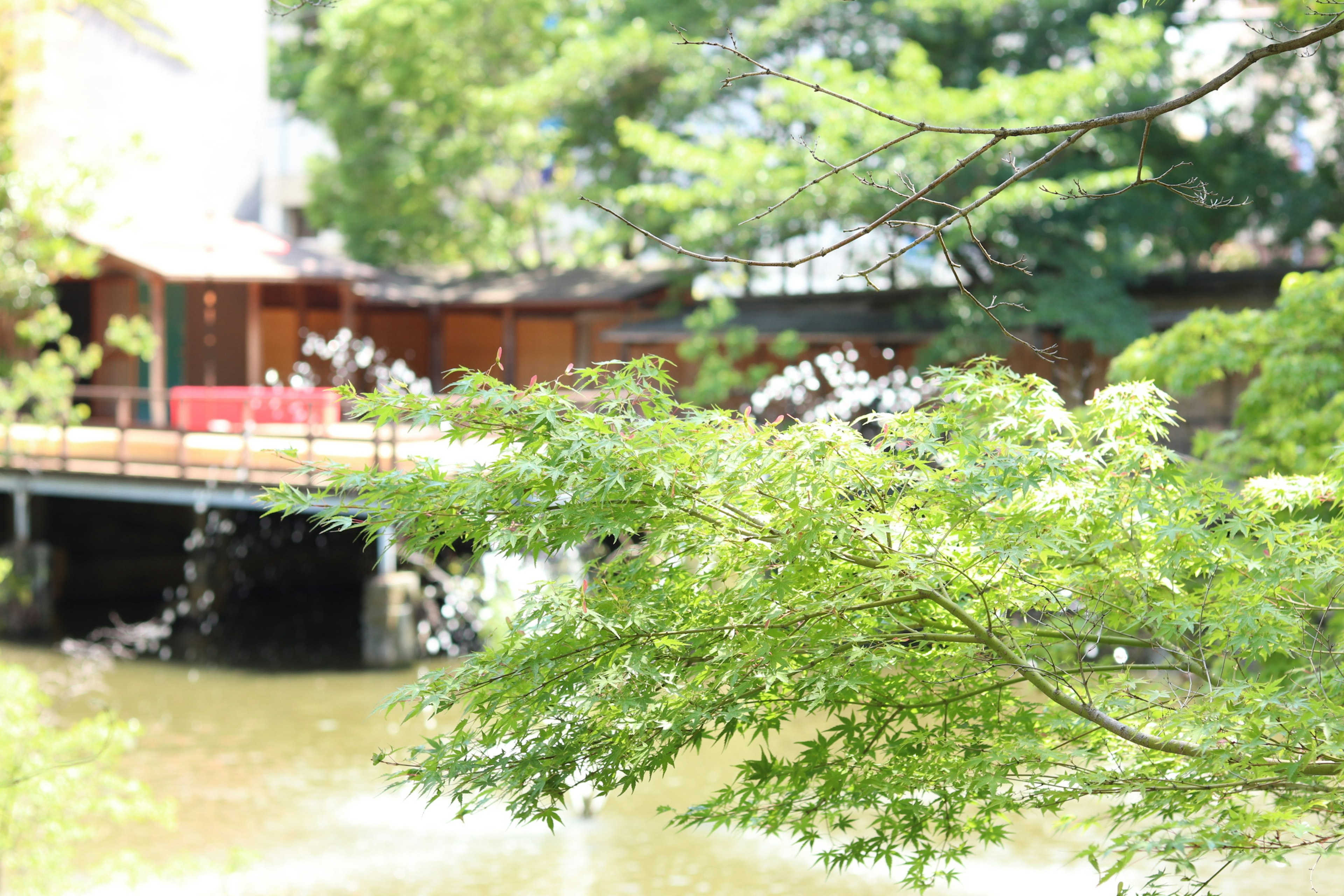 A serene Japanese landscape featuring green leaves and a tranquil pond