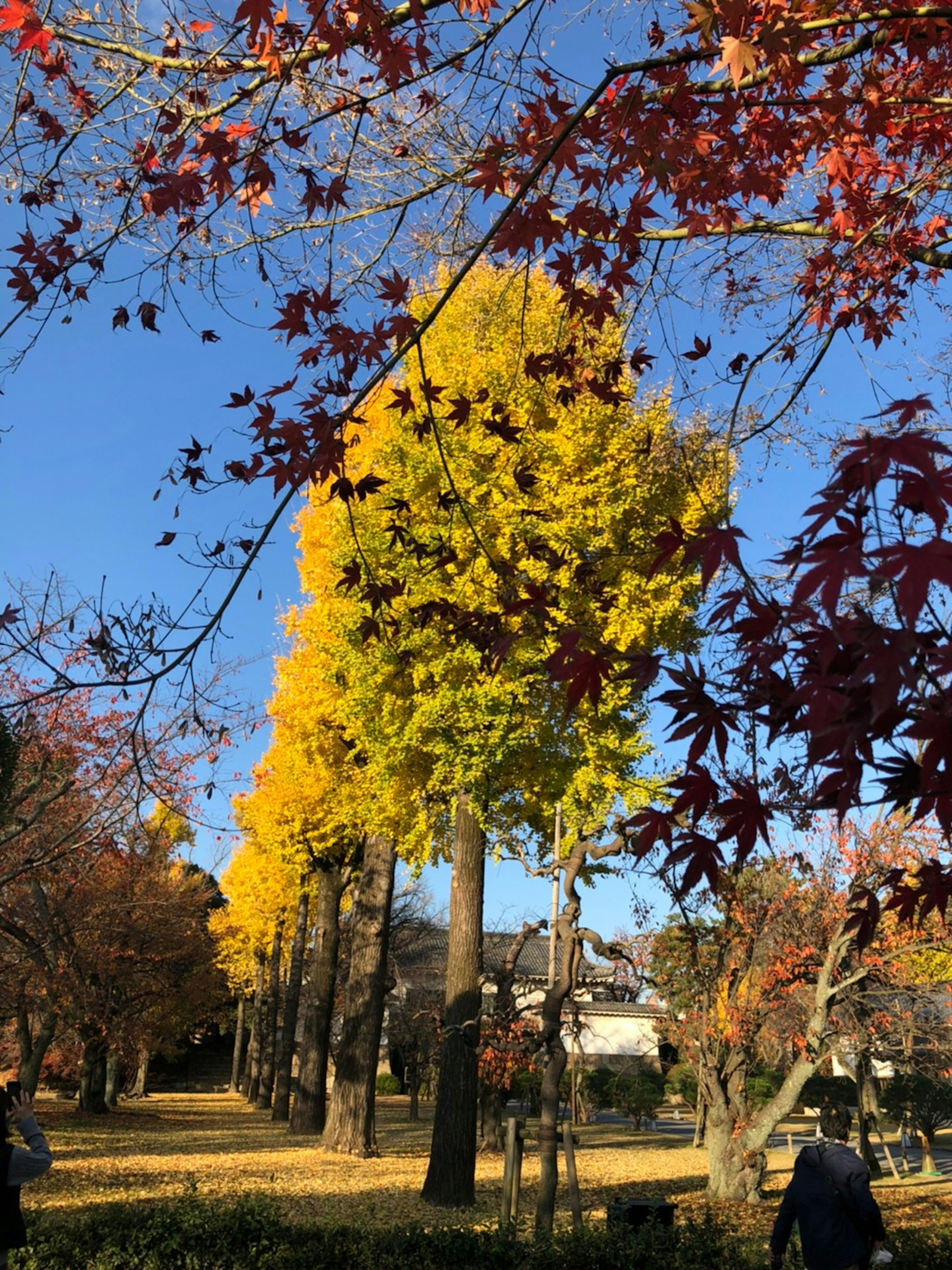 秋の公園の風景 色とりどりの葉がある木々 青空と黄色い木