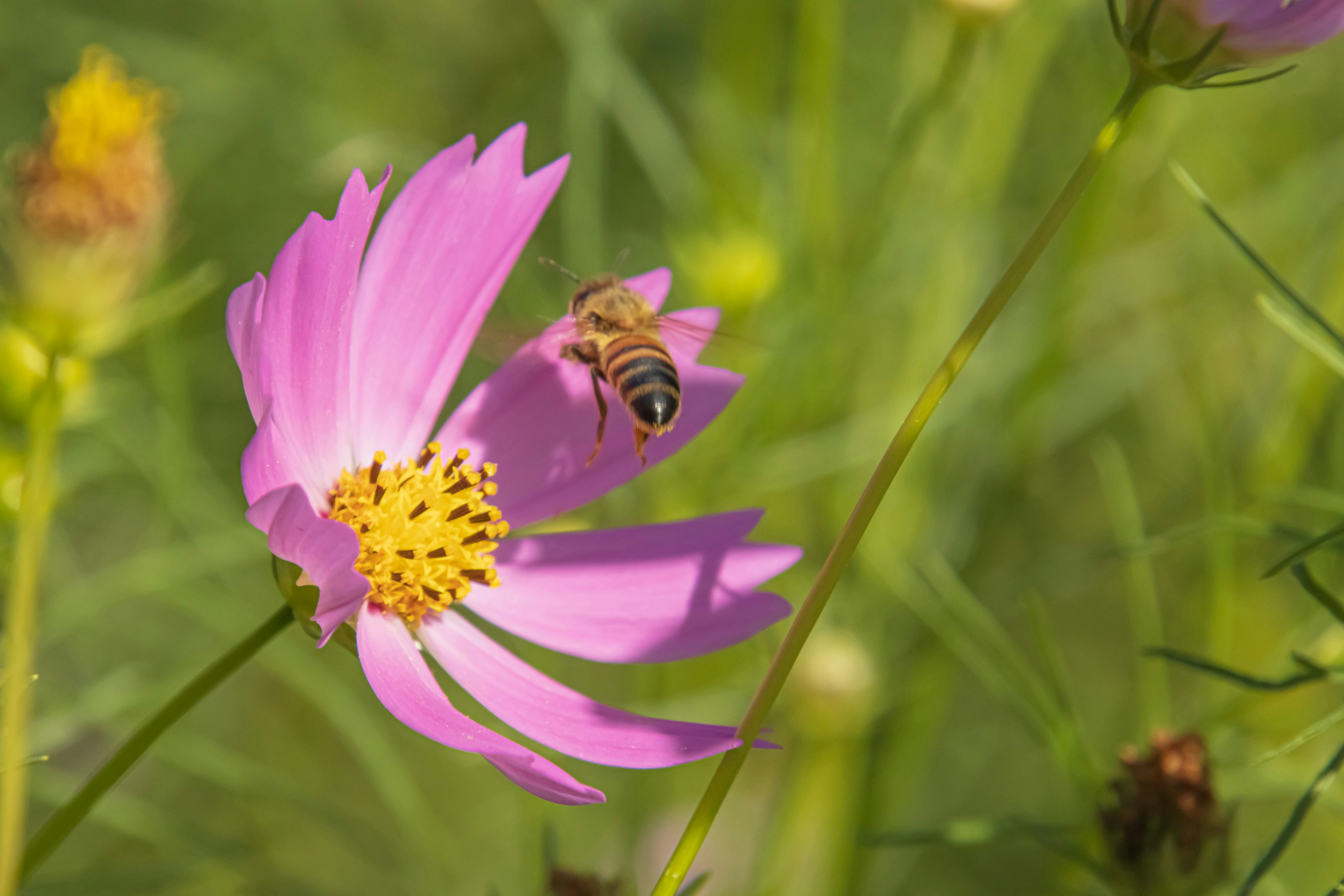 Abeille sur une fleur rose avec un centre jaune