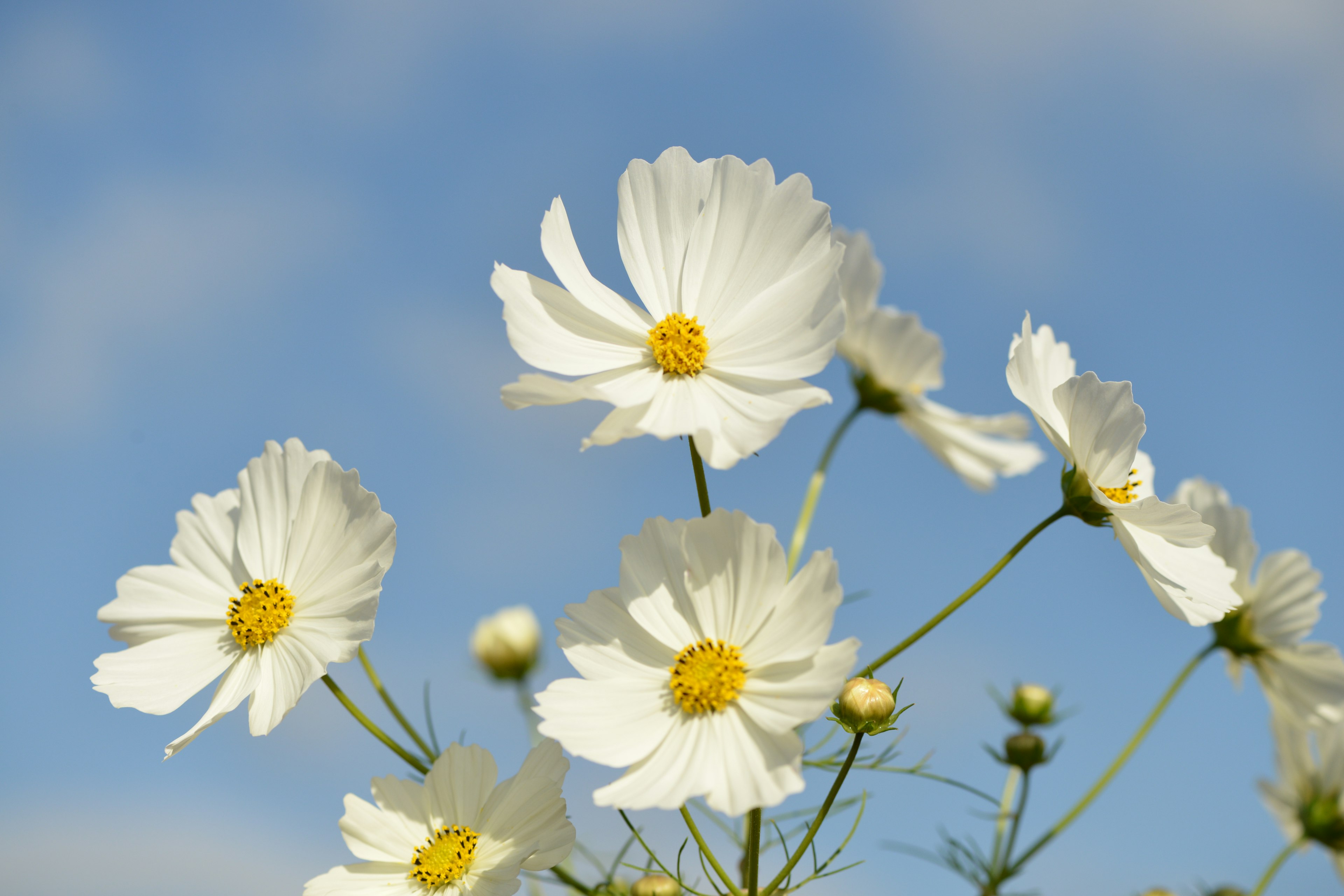 White cosmos flowers blooming under a blue sky