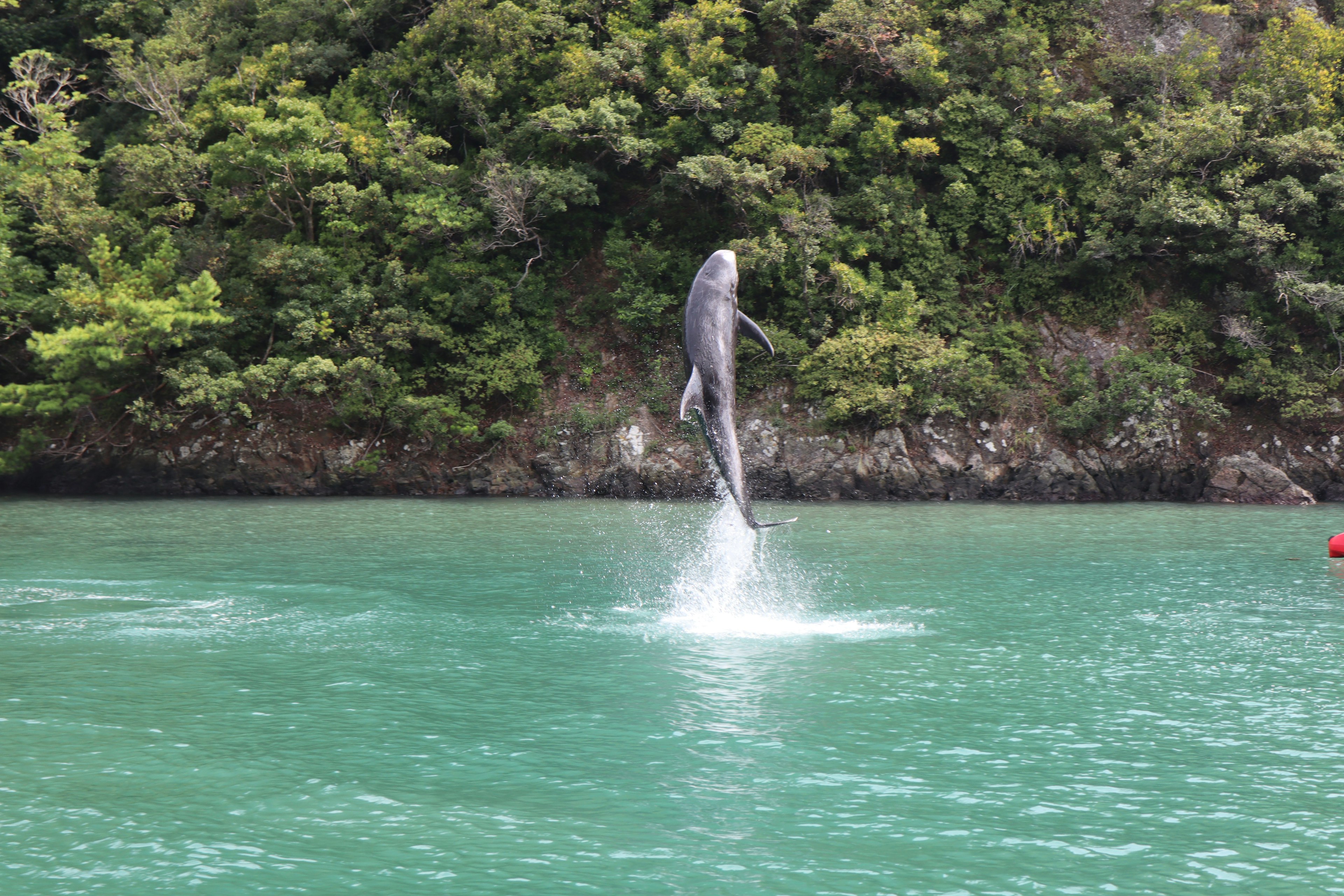 Ein Delfin springt aus dem türkisfarbenen Wasser mit einem üppigen grünen Hintergrund