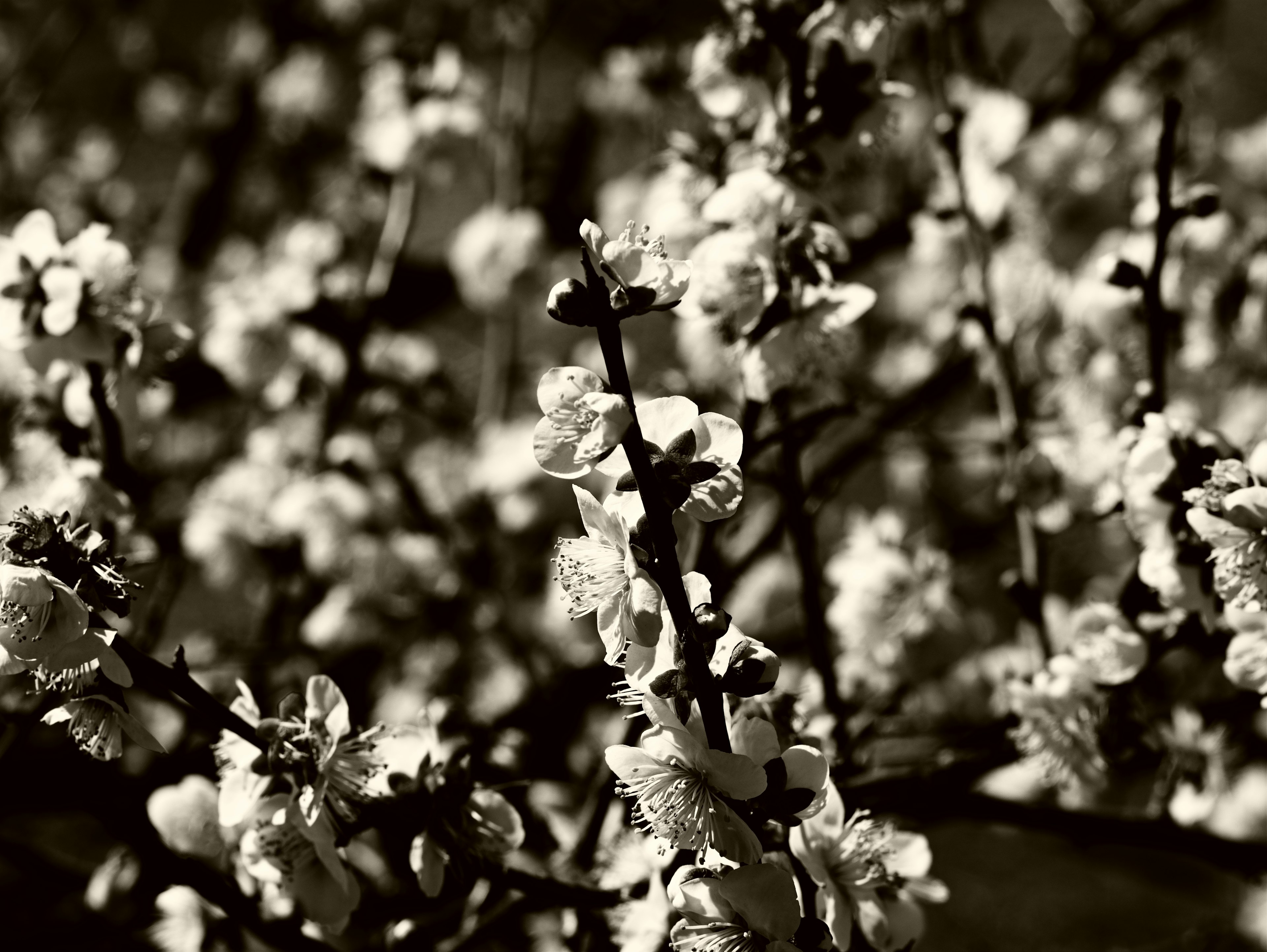 Close-up monochrome photo of branches with white flowers