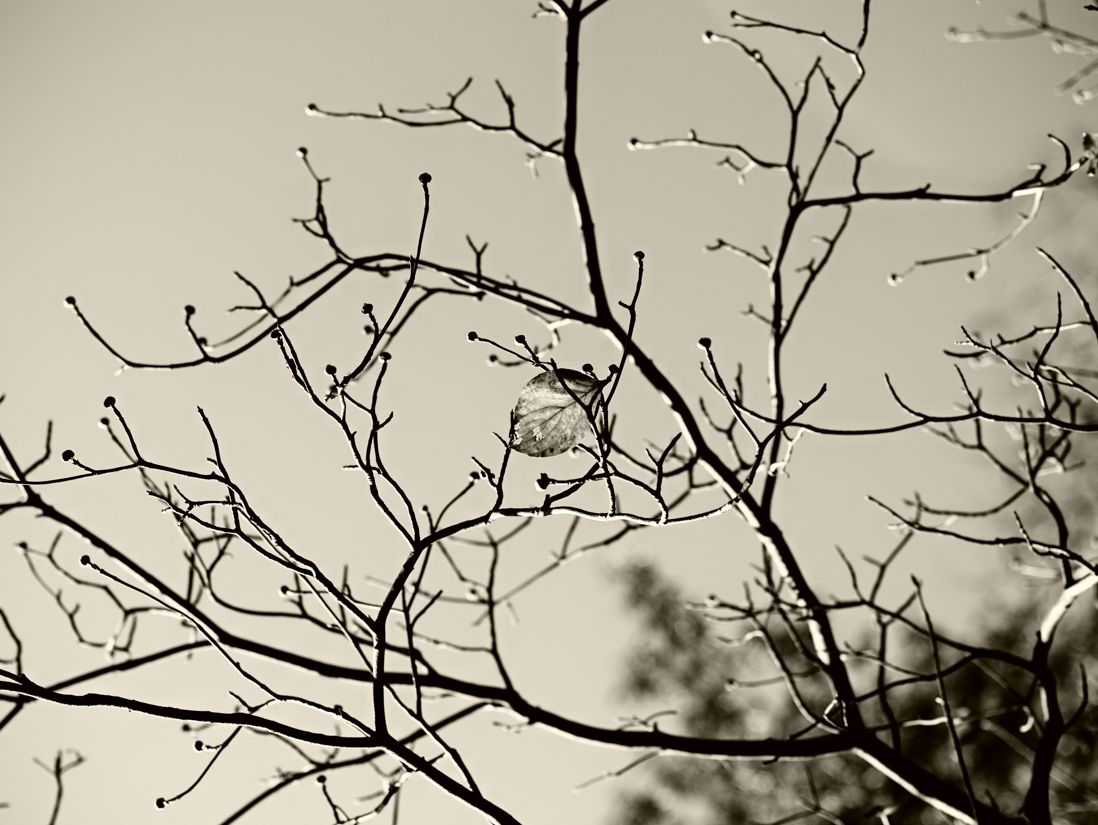 Schwarzweißfoto von dünnen Baumästen mit kleinen Knospen